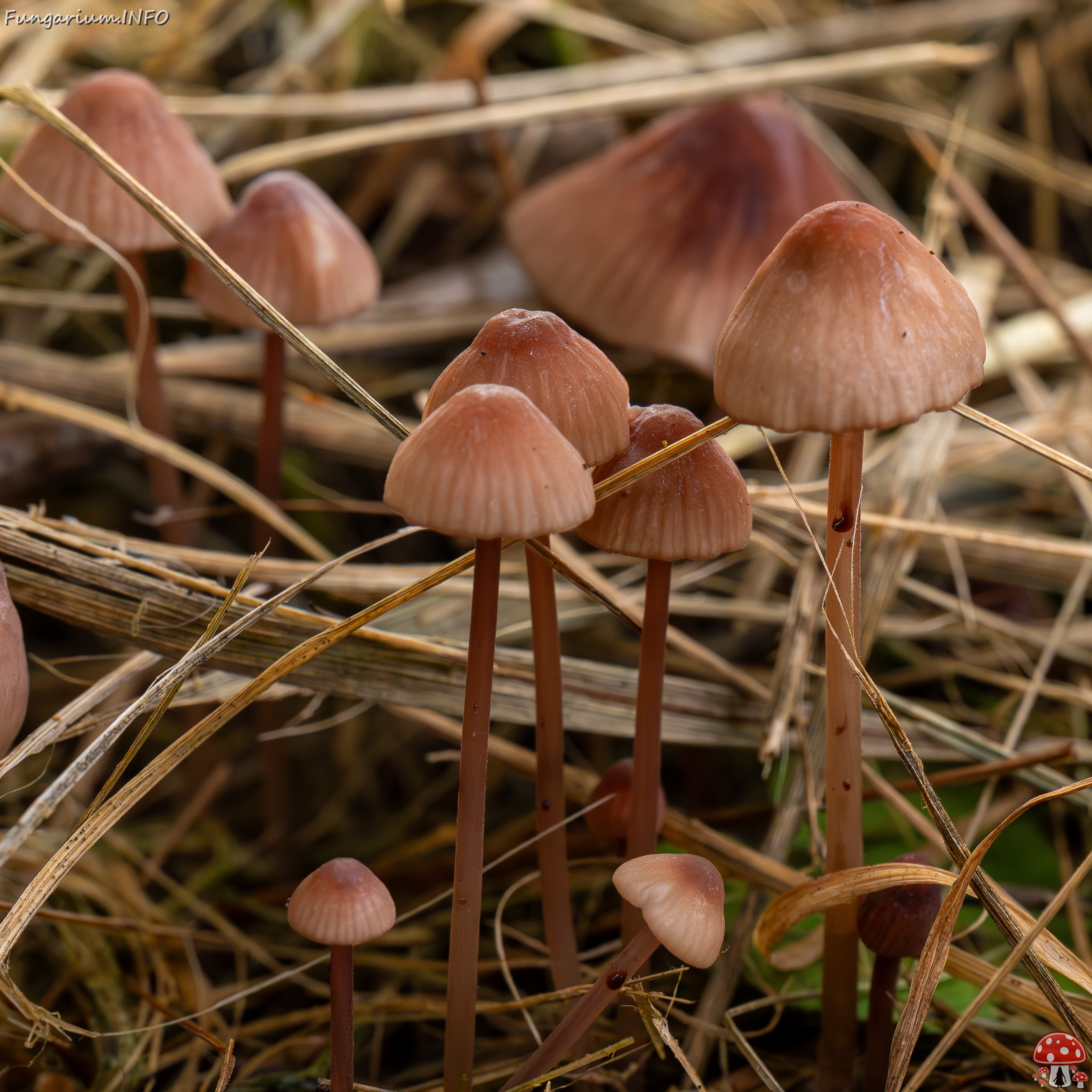 Mycena sanguinolenta _2025-07-15_1-11 