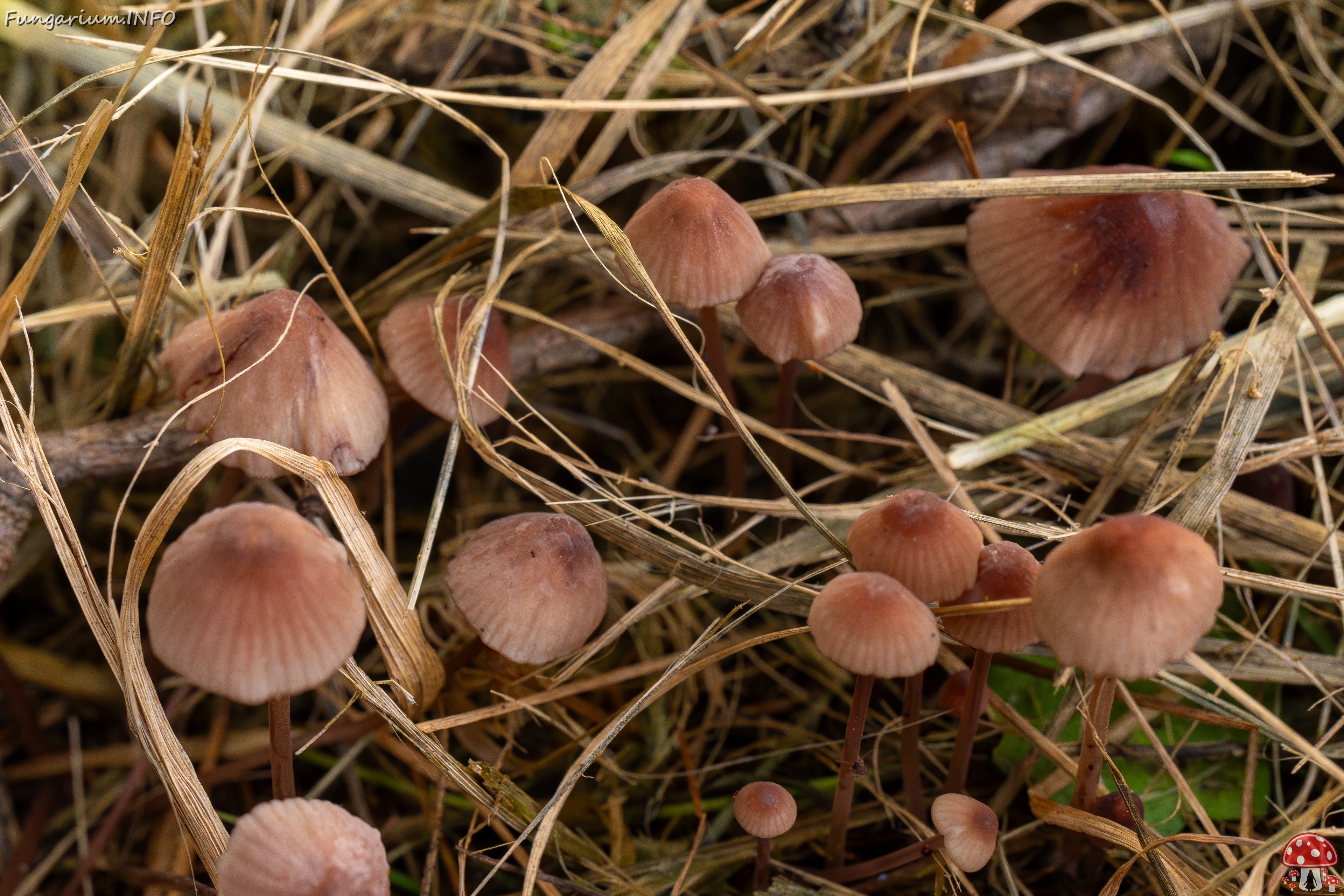 Mycena sanguinolenta _2025-07-15_1-12 