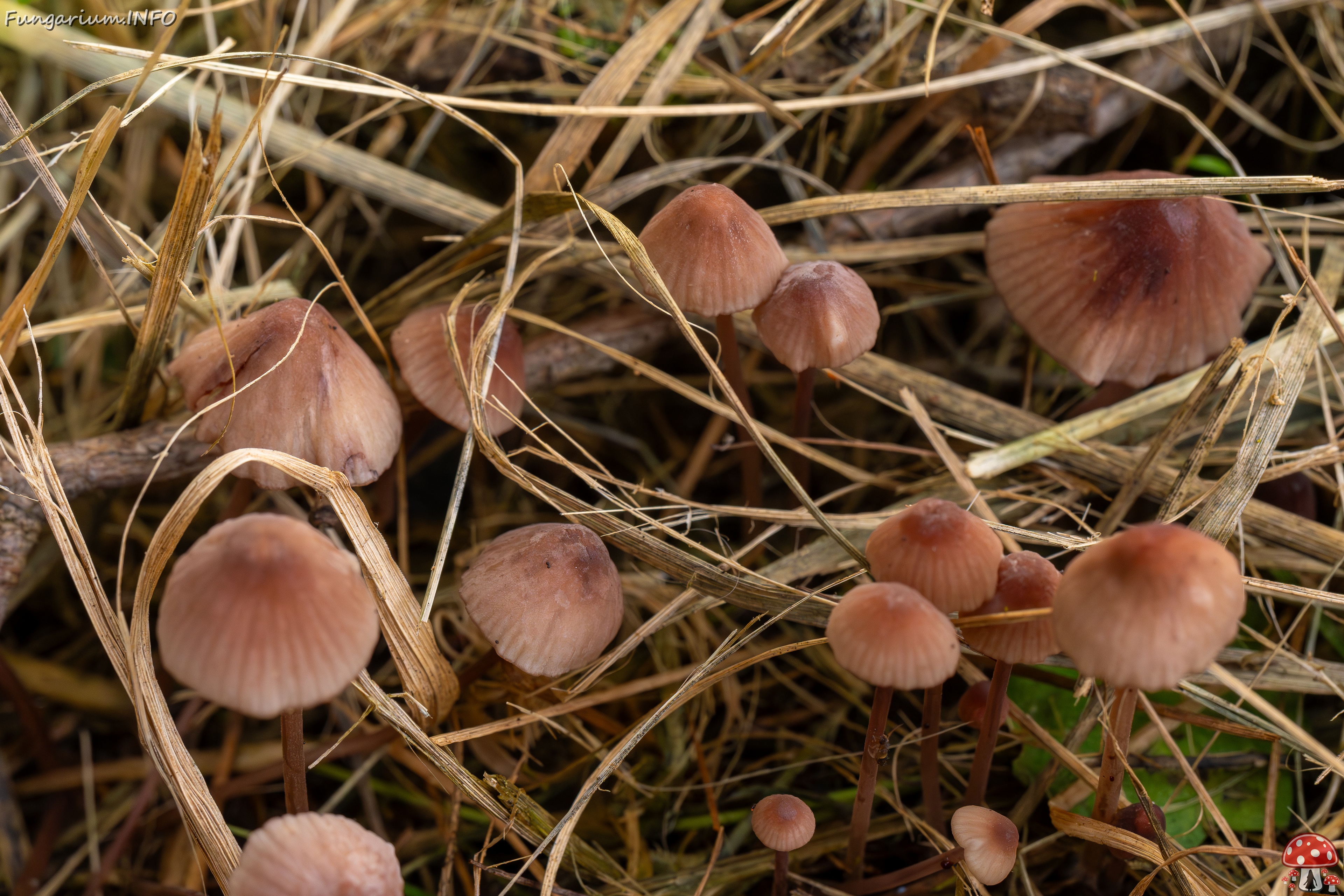 Mycena sanguinolenta _2025-07-15_1-13 