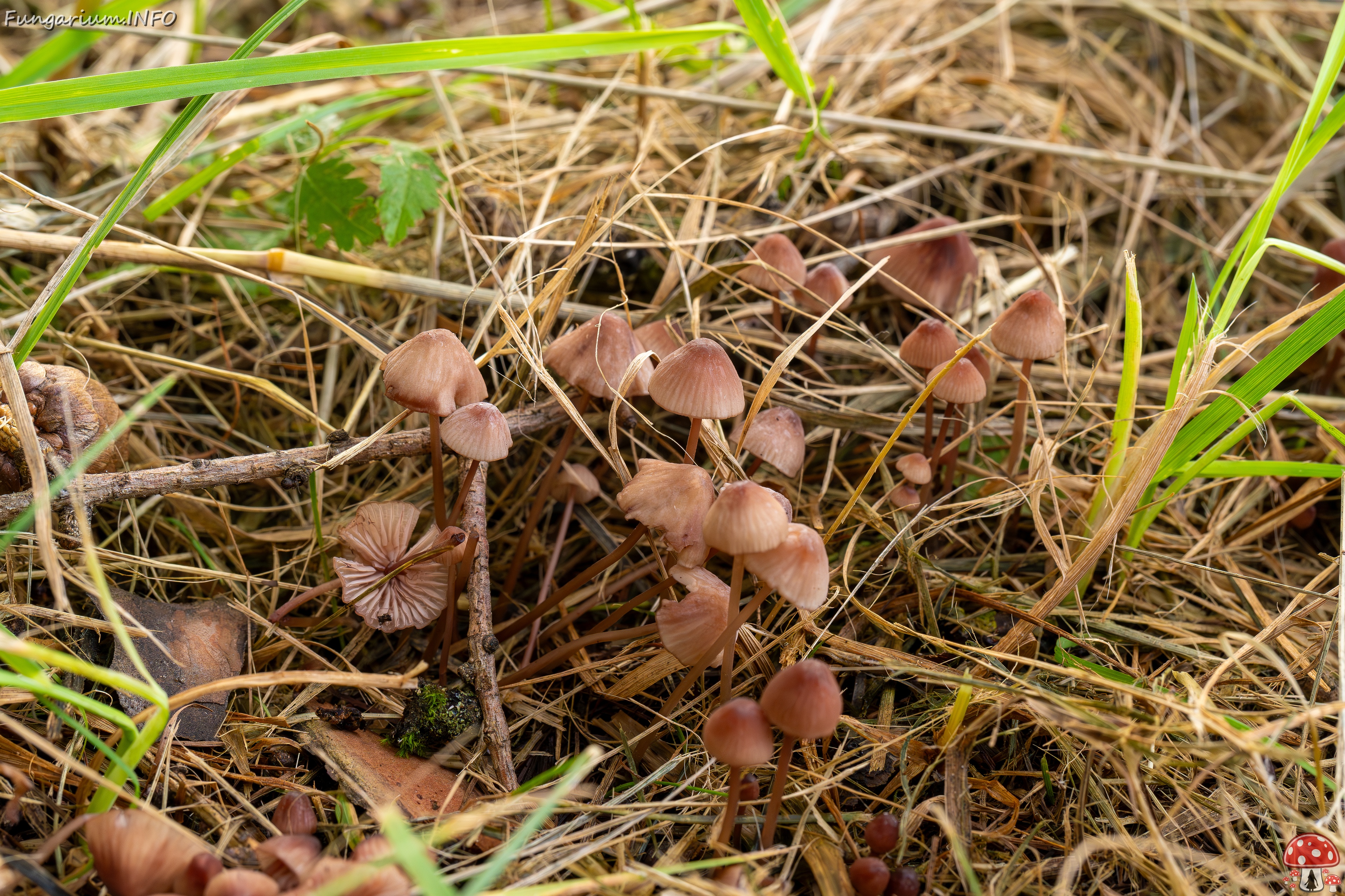 Mycena sanguinolenta _2025-07-15_1-2 
