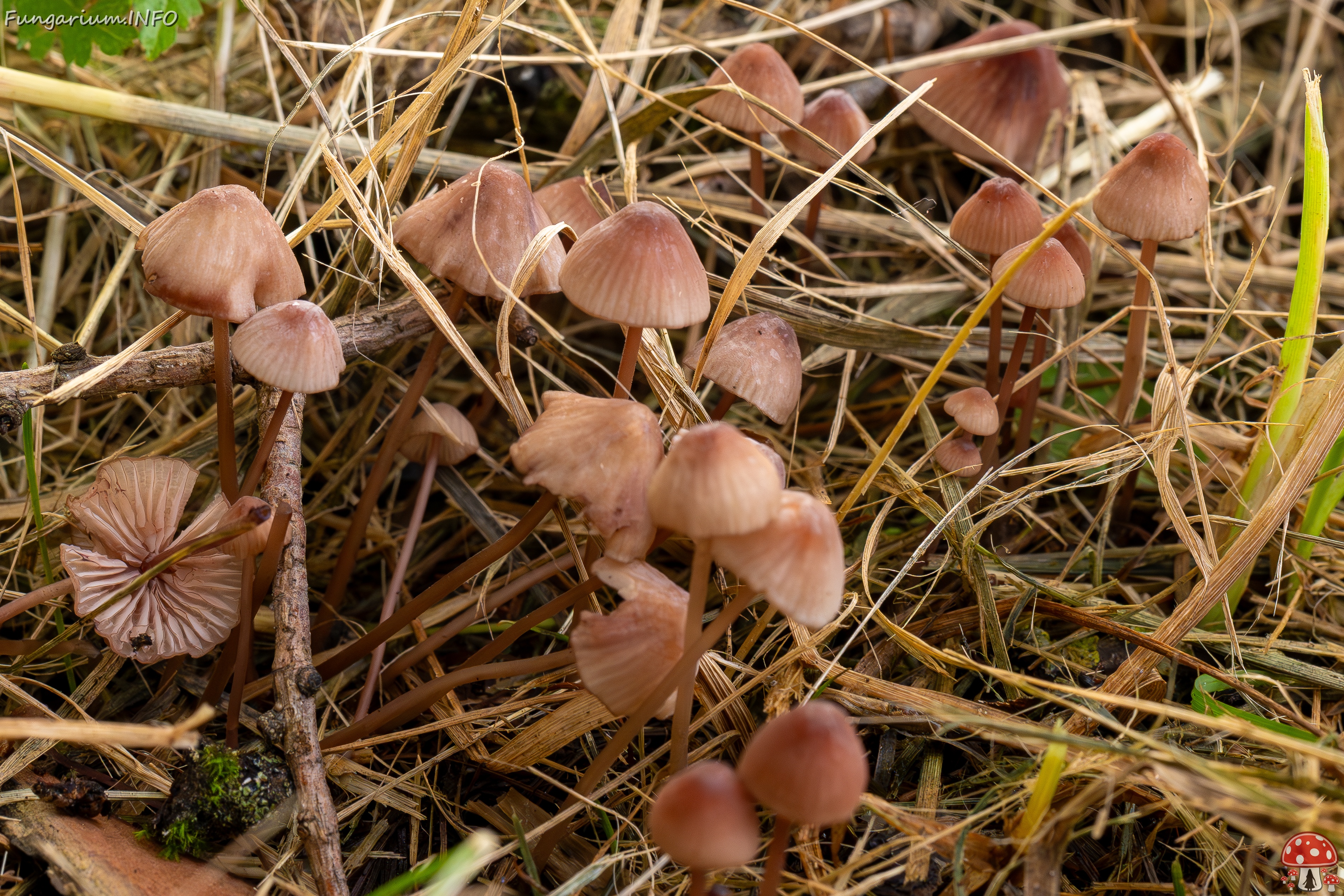 Mycena sanguinolenta _2025-07-15_1-3 