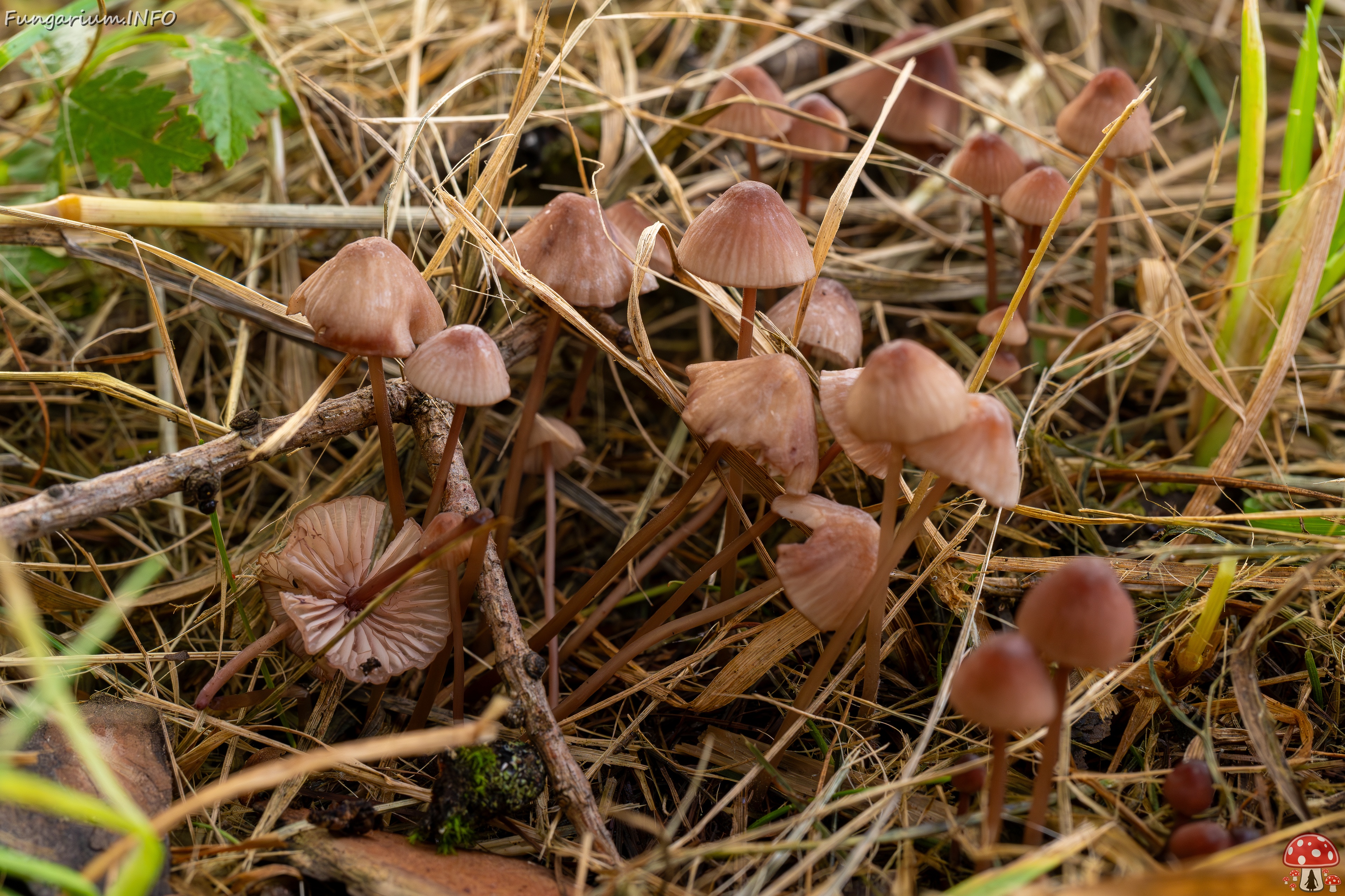 Mycena sanguinolenta _2025-07-15_1-4 