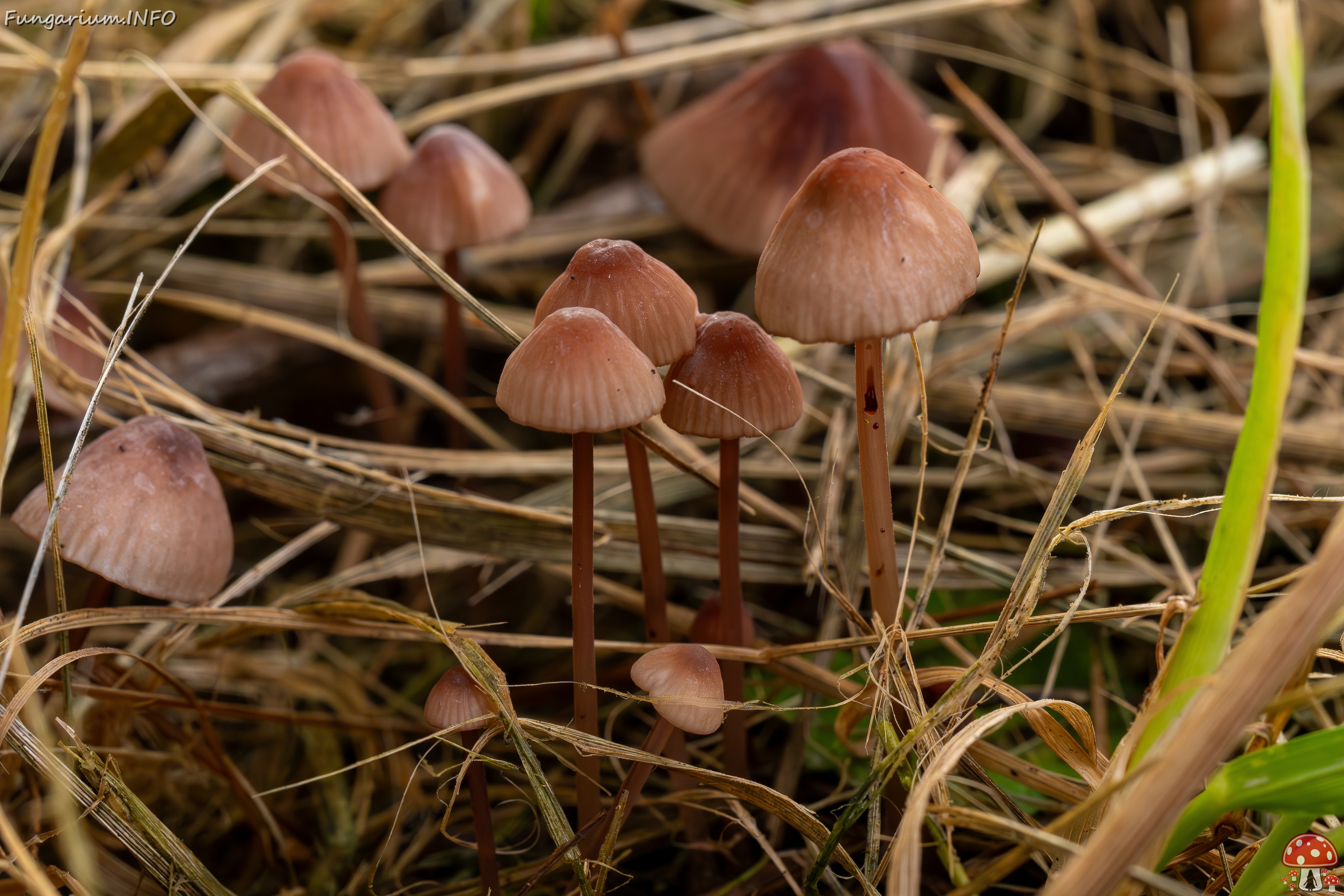 Mycena sanguinolenta _2025-07-15_1-5 