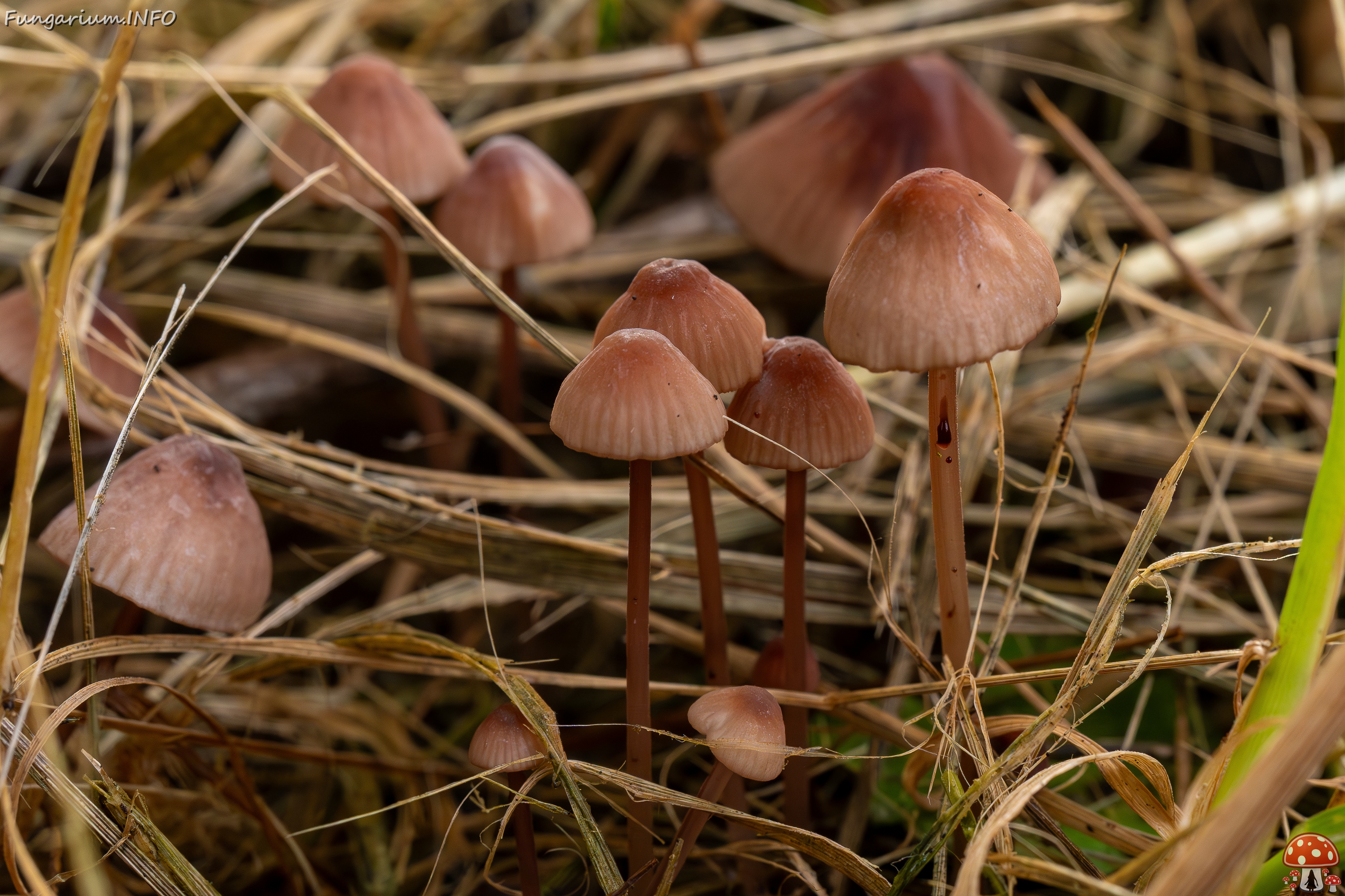 Mycena sanguinolenta _2025-07-15_1-7 