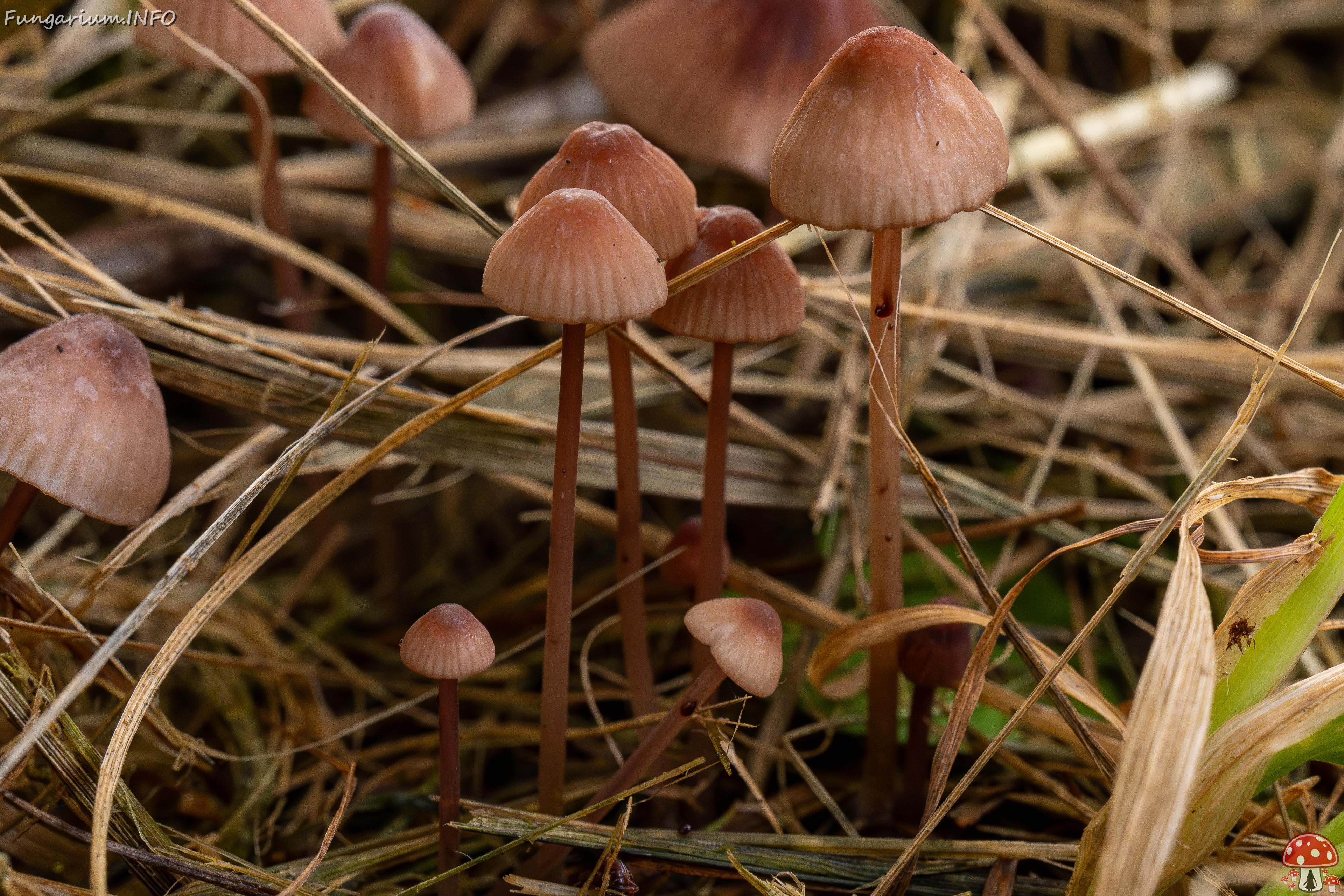 Mycena sanguinolenta _2025-07-15_1-8 