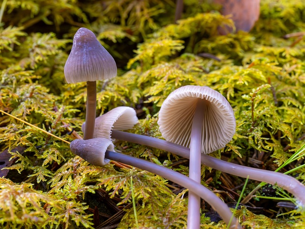 Мицена молочноножковая разн. молочно-белая - Mycena galopus var. leucogala