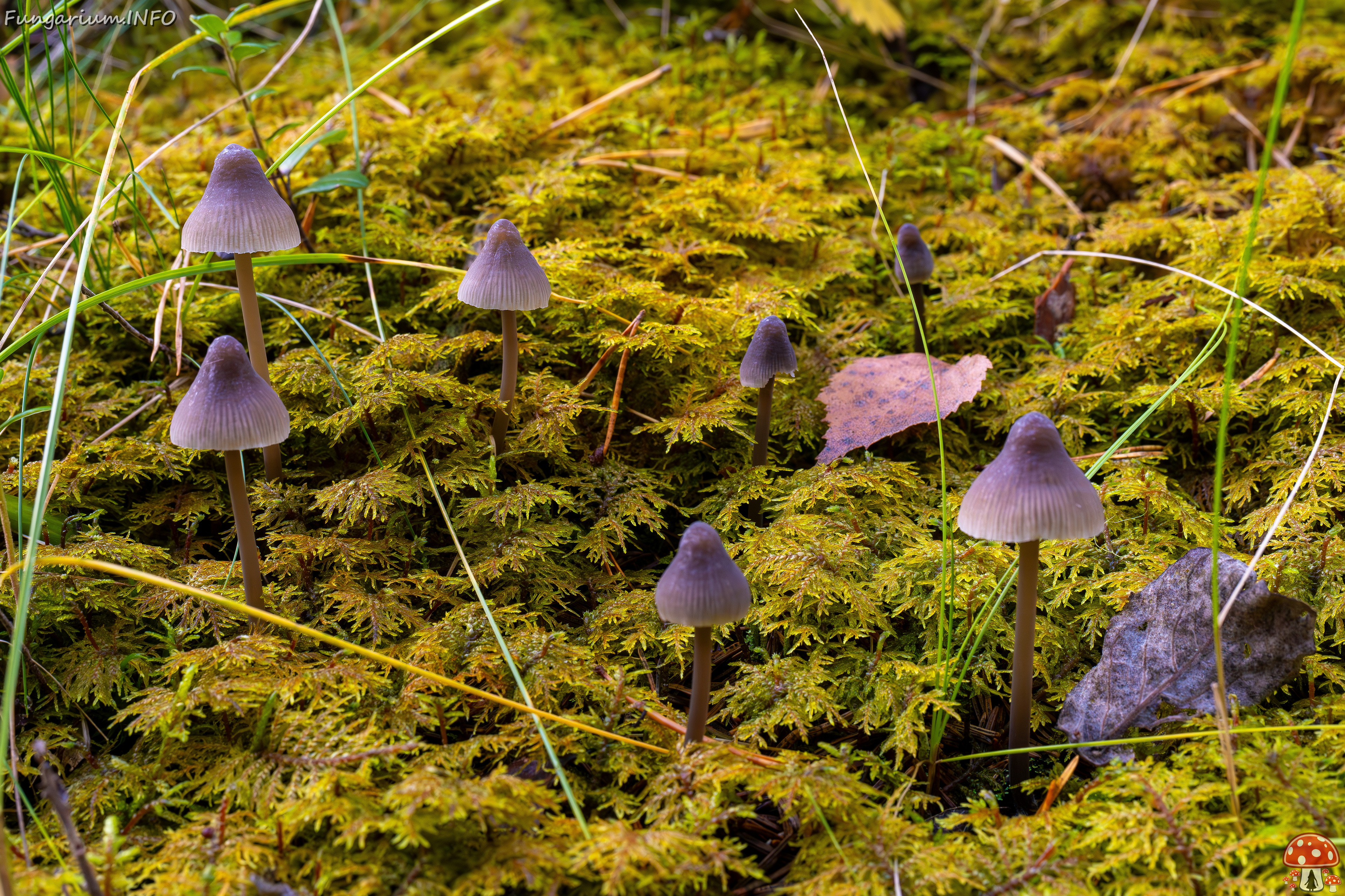 mycena-galopus-var-leucogala_2024-10-12_1-1 