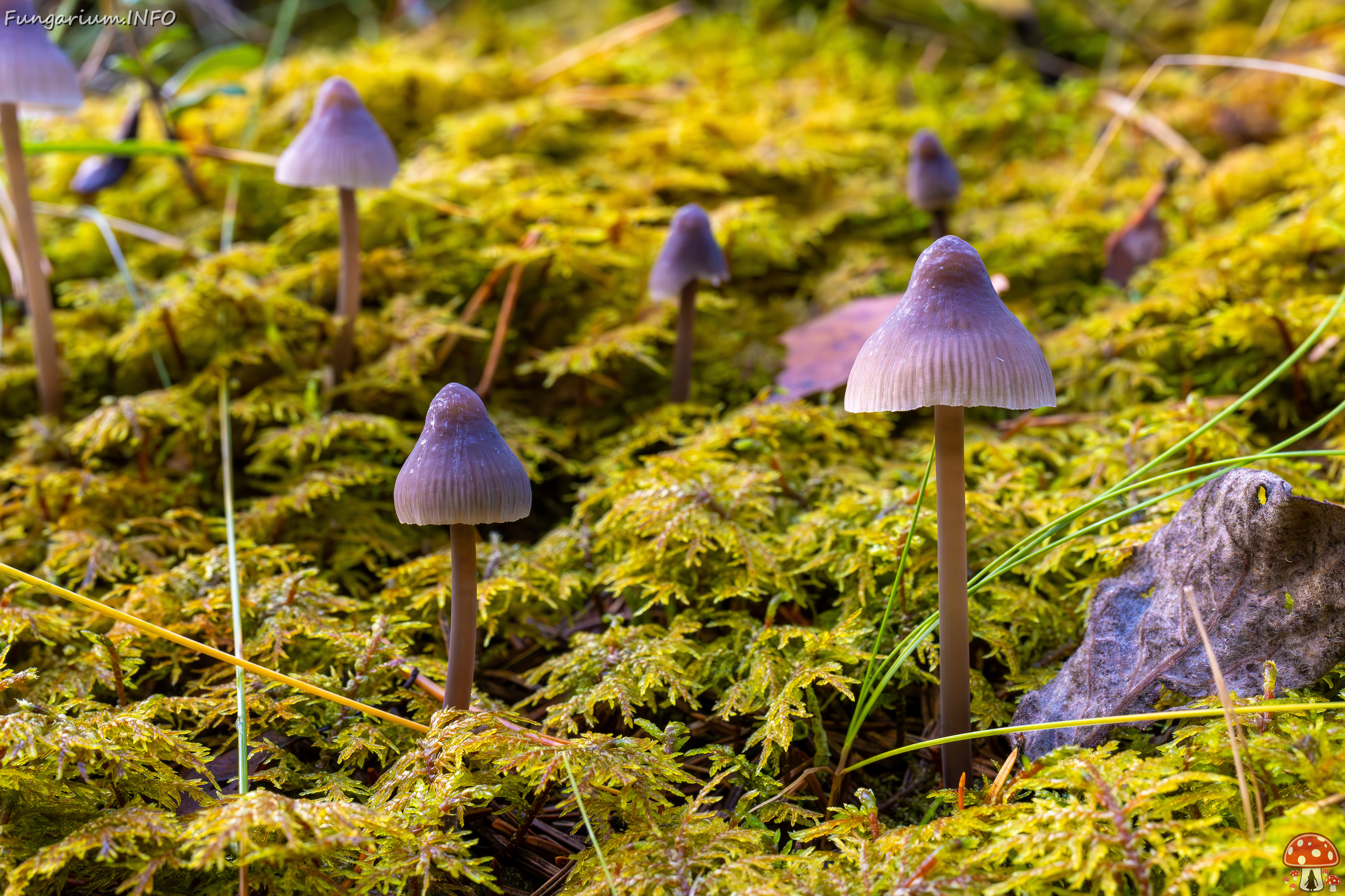 mycena-galopus-var-leucogala_2024-10-12_1-10 