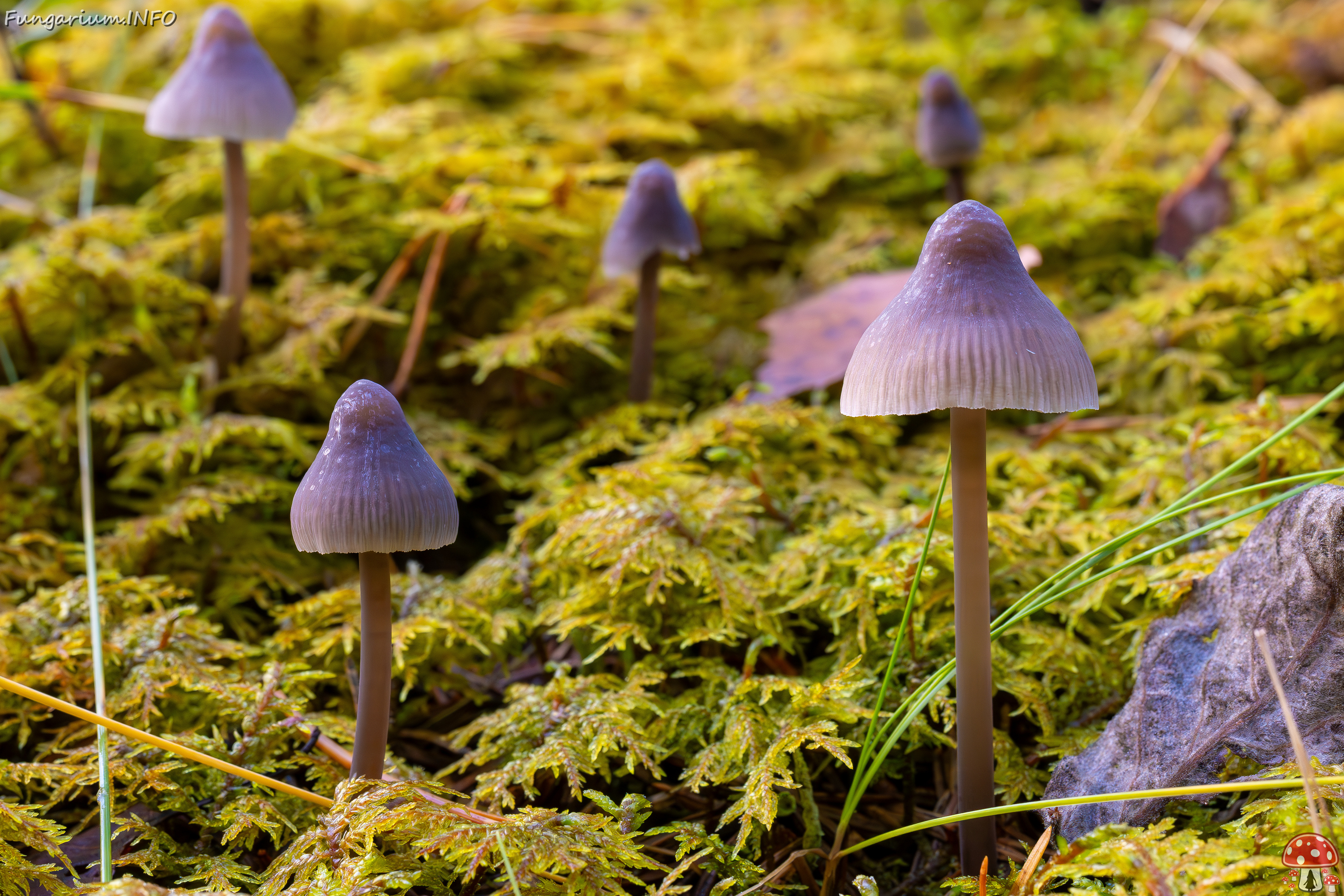 mycena-galopus-var-leucogala_2024-10-12_1-11 