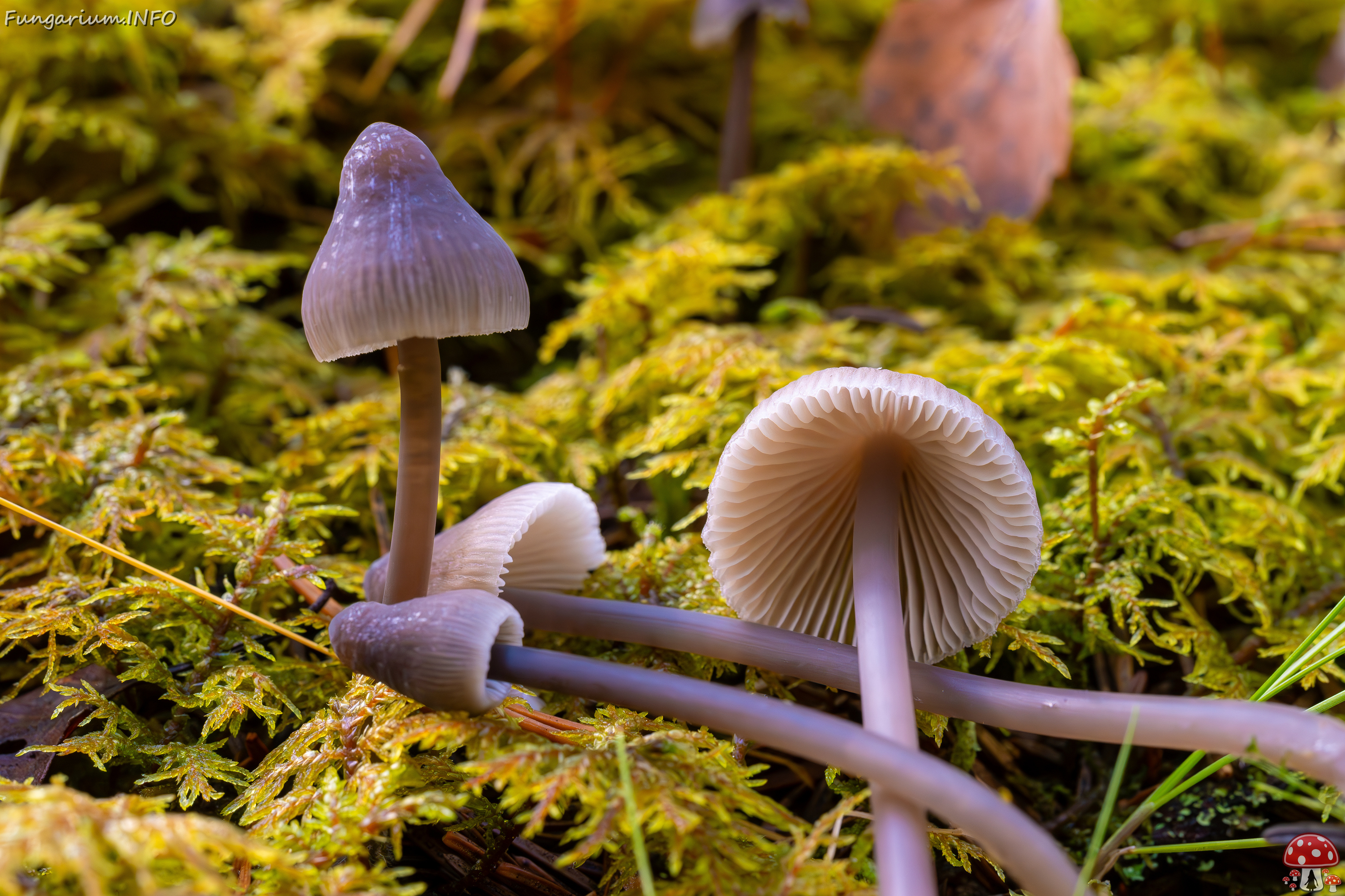 mycena-galopus-var-leucogala_2024-10-12_1-16 