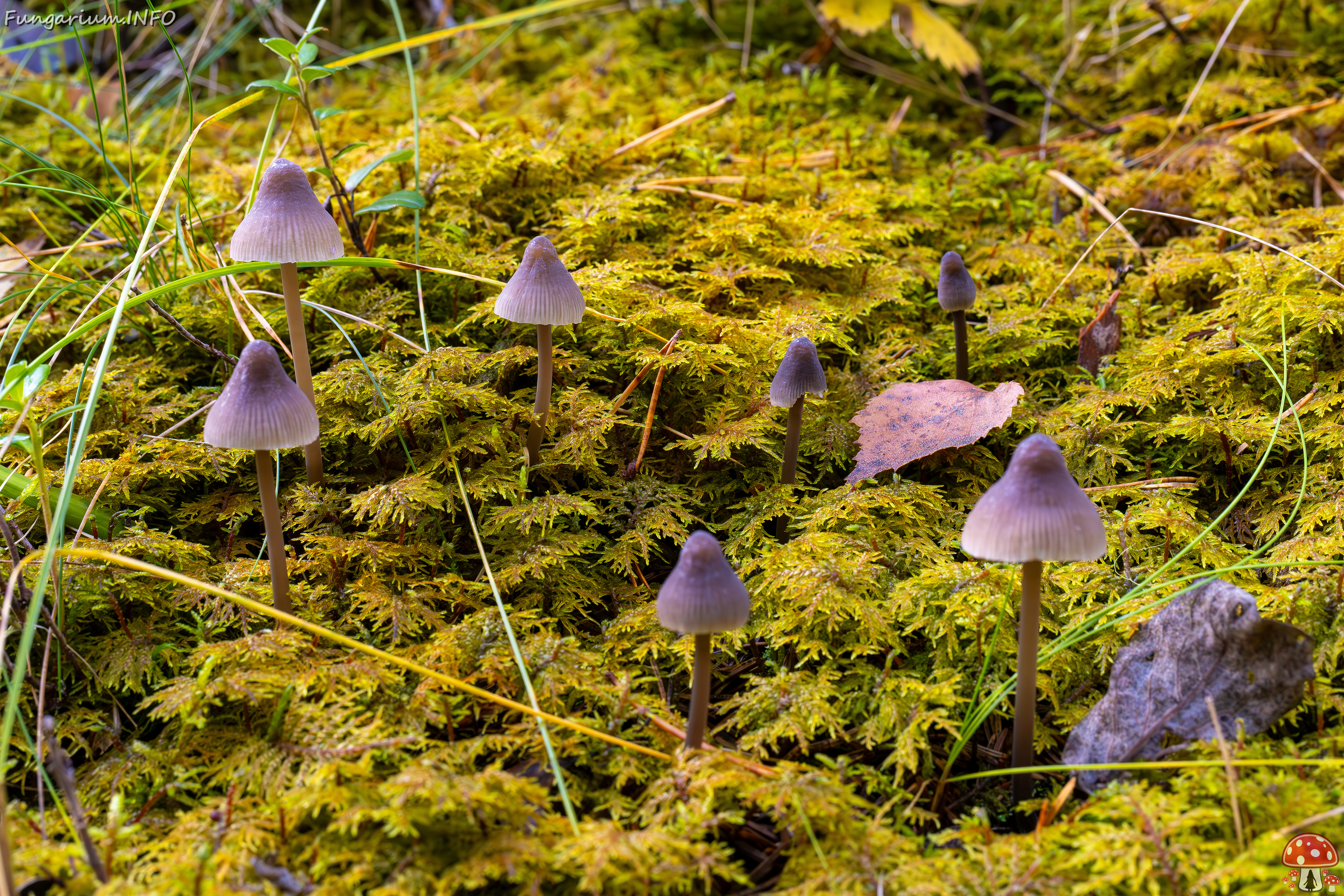 mycena-galopus-var-leucogala_2024-10-12_1-2 