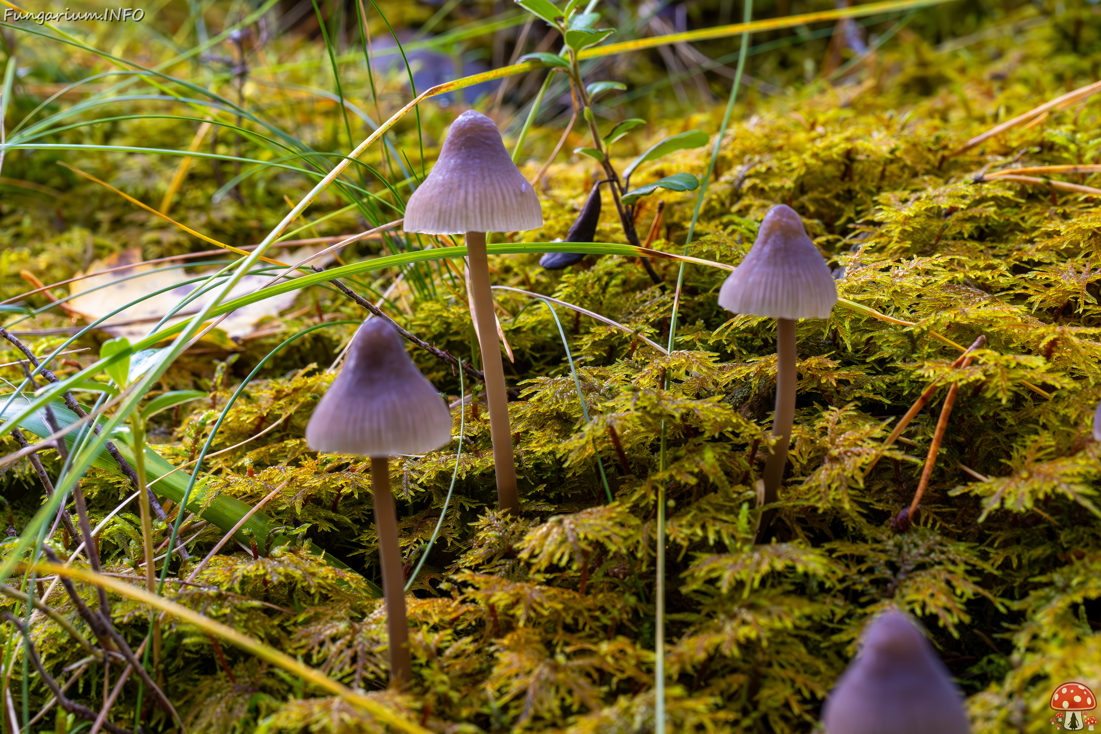 mycena-galopus-var-leucogala_2024-10-12_1-4 