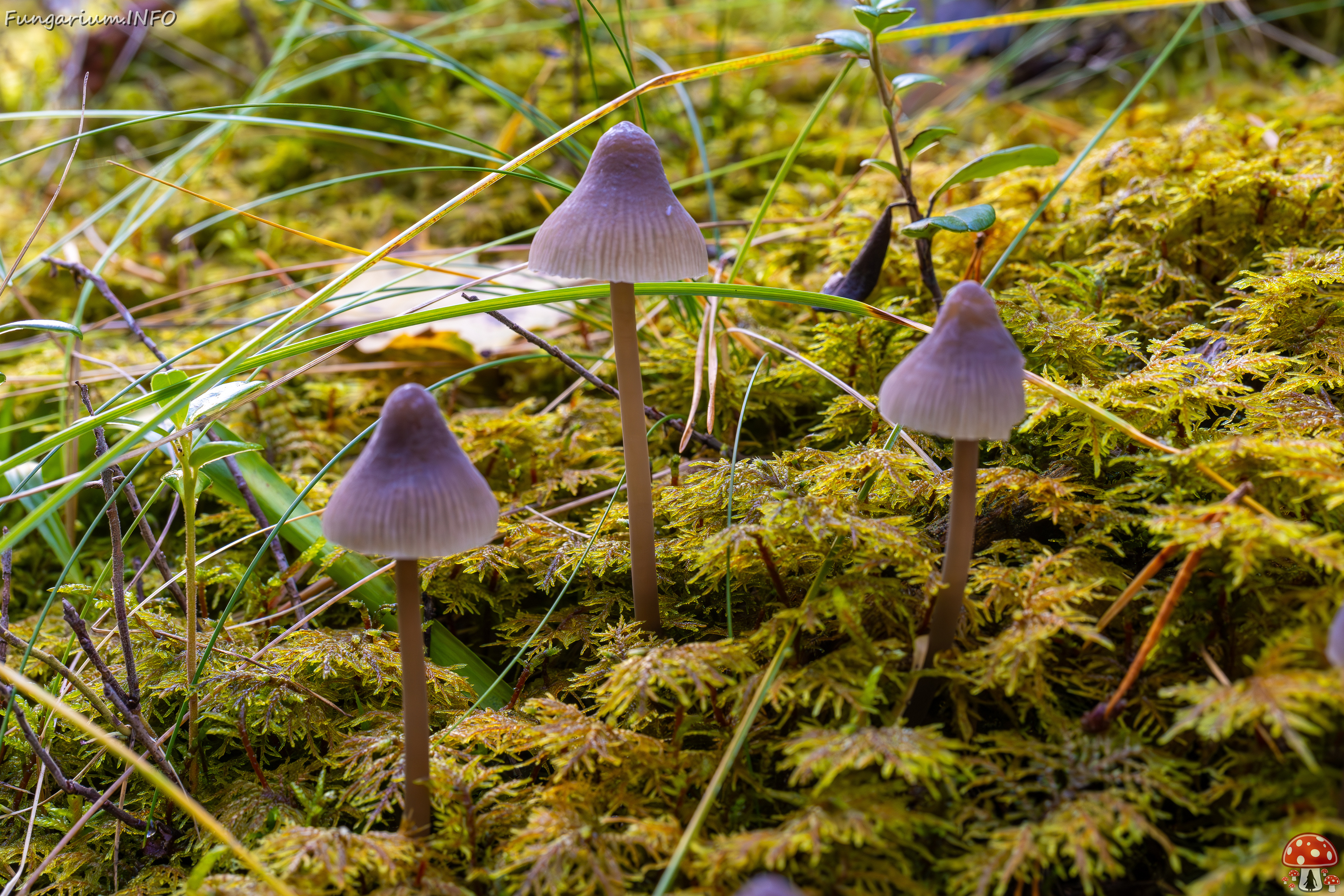 mycena-galopus-var-leucogala_2024-10-12_1-5 