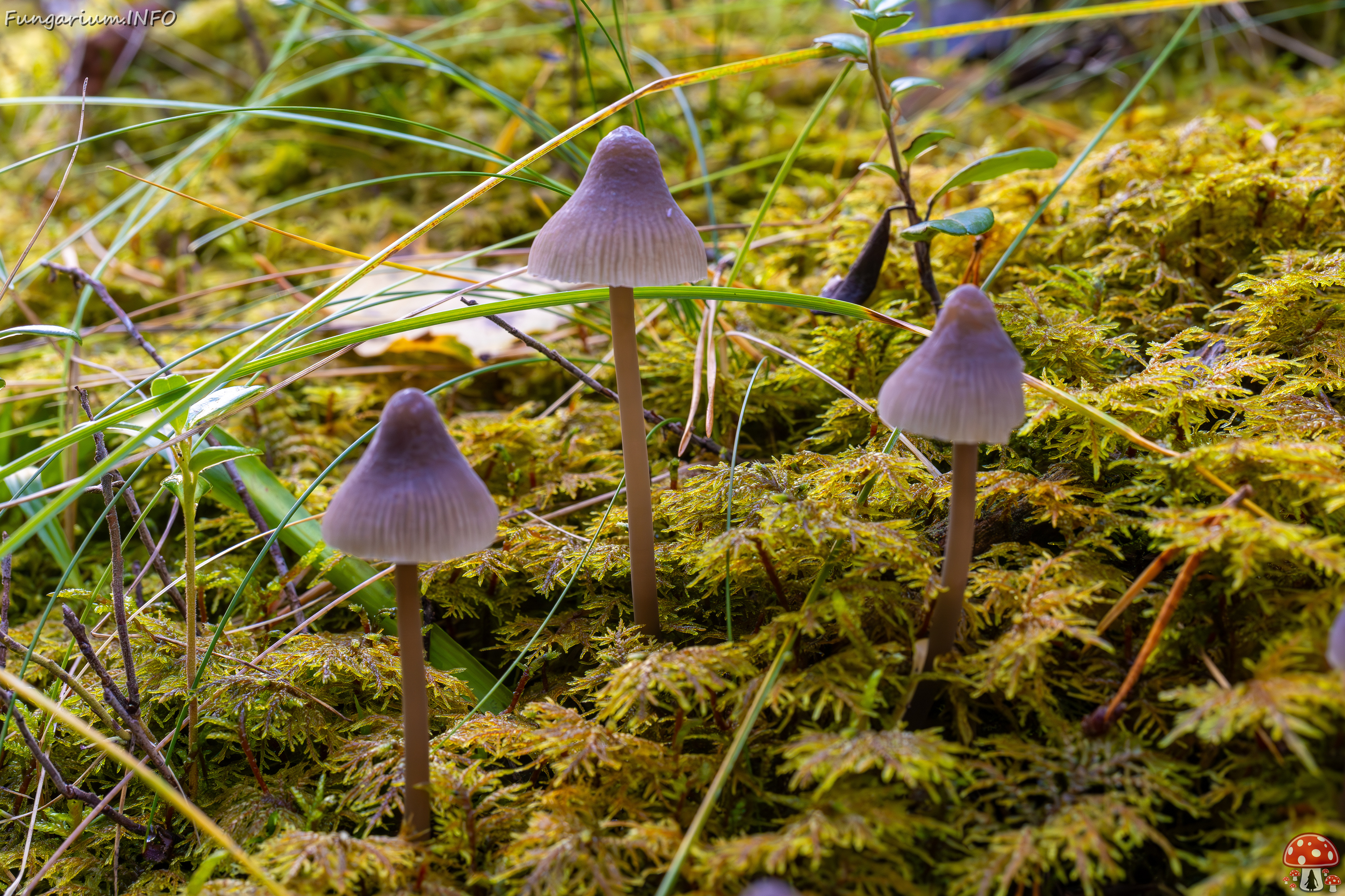 mycena-galopus-var-leucogala_2024-10-12_1-6 