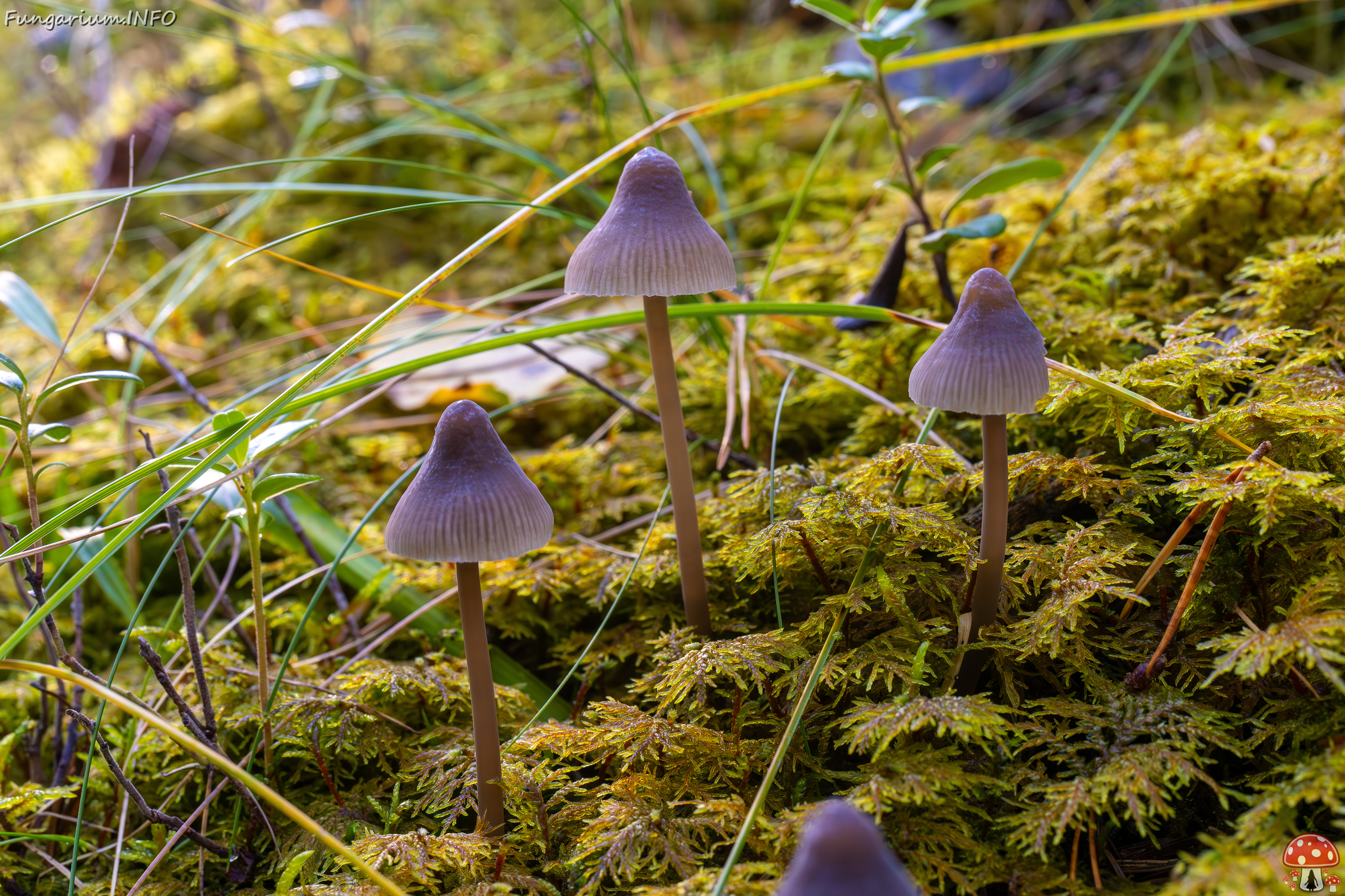 mycena-galopus-var-leucogala_2024-10-12_1-7 