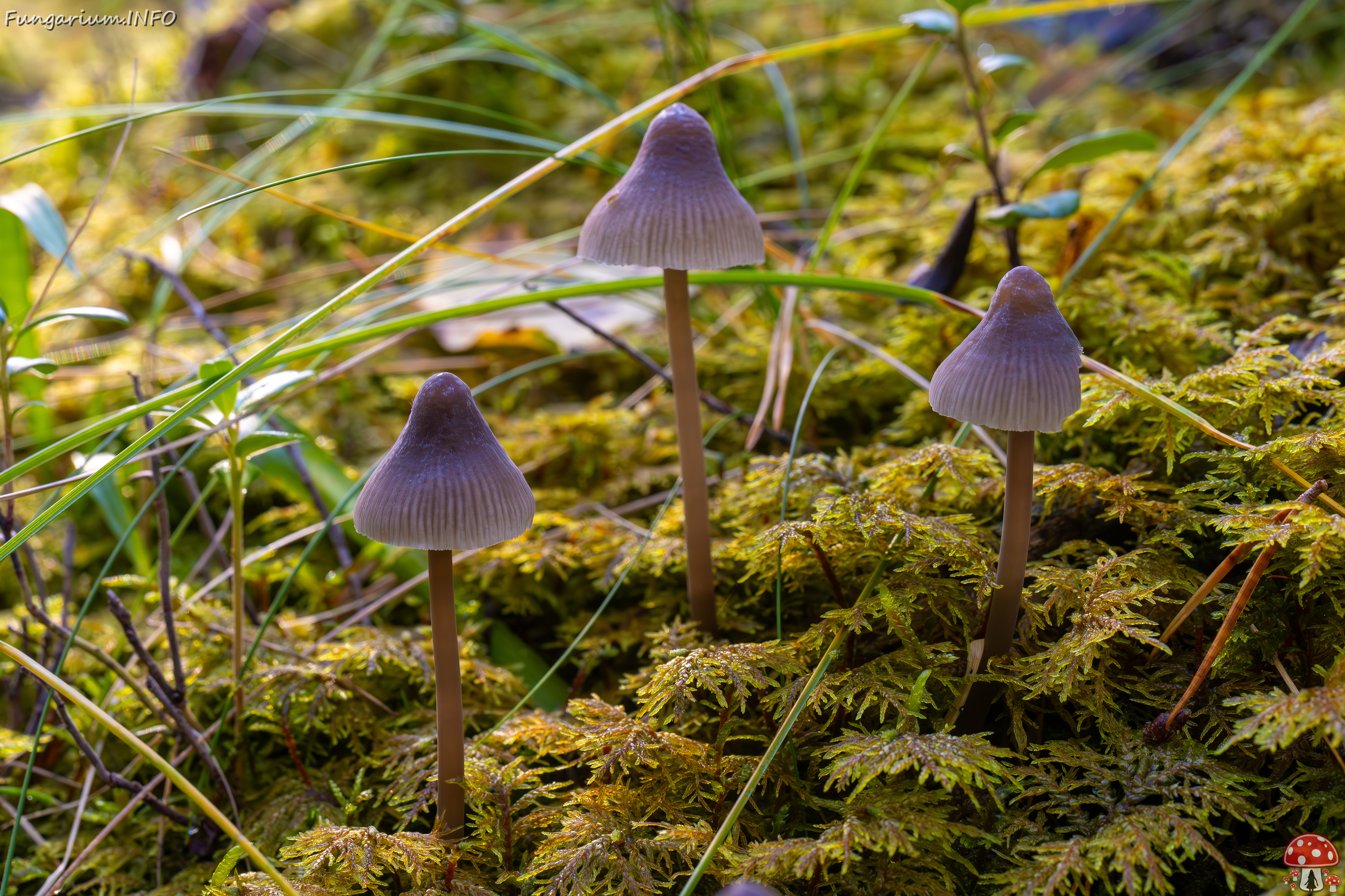 mycena-galopus-var-leucogala_2024-10-12_1-8 