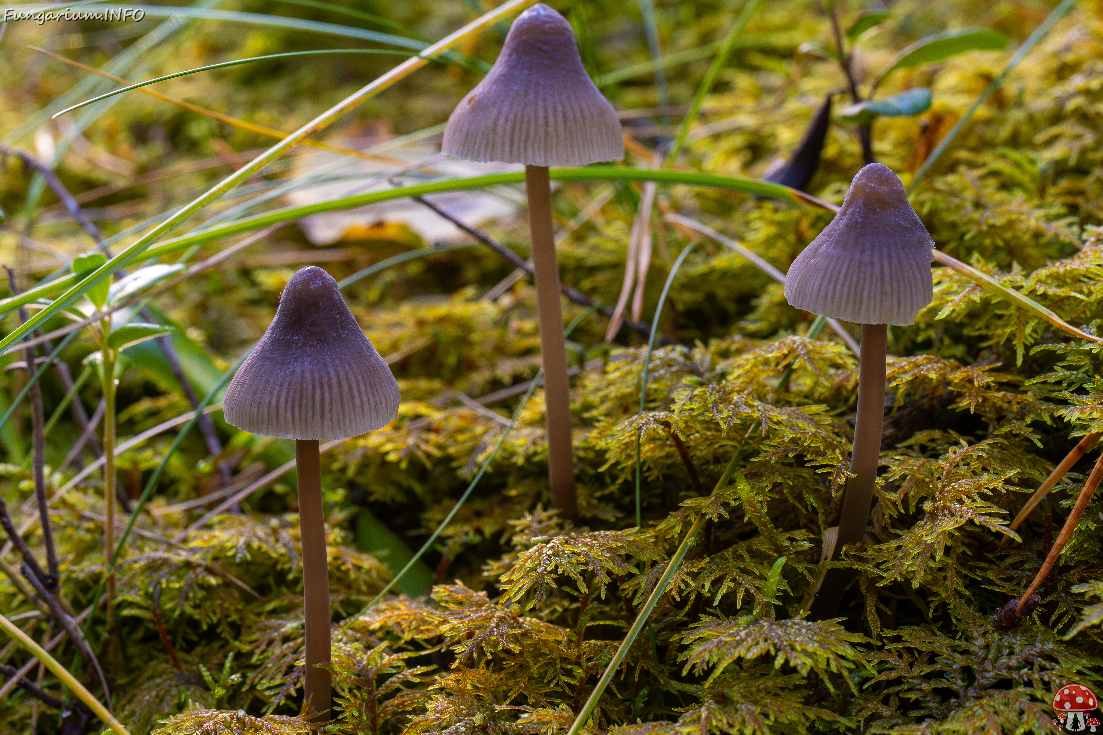 mycena-galopus-var-leucogala_2024-10-12_1-9 