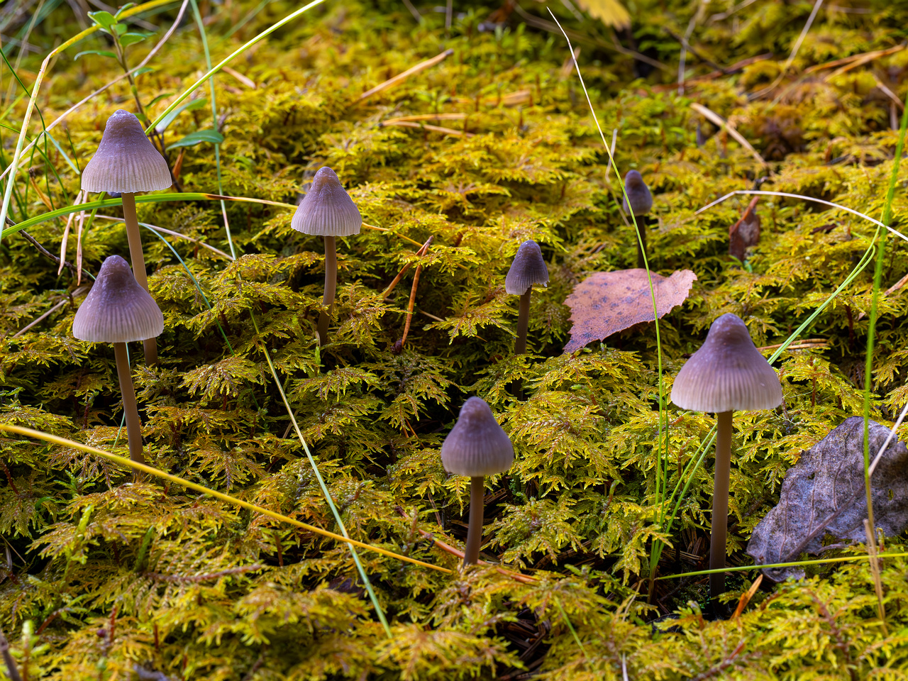 mycena-galopus-var-leucogala_2024-10-12_1-1