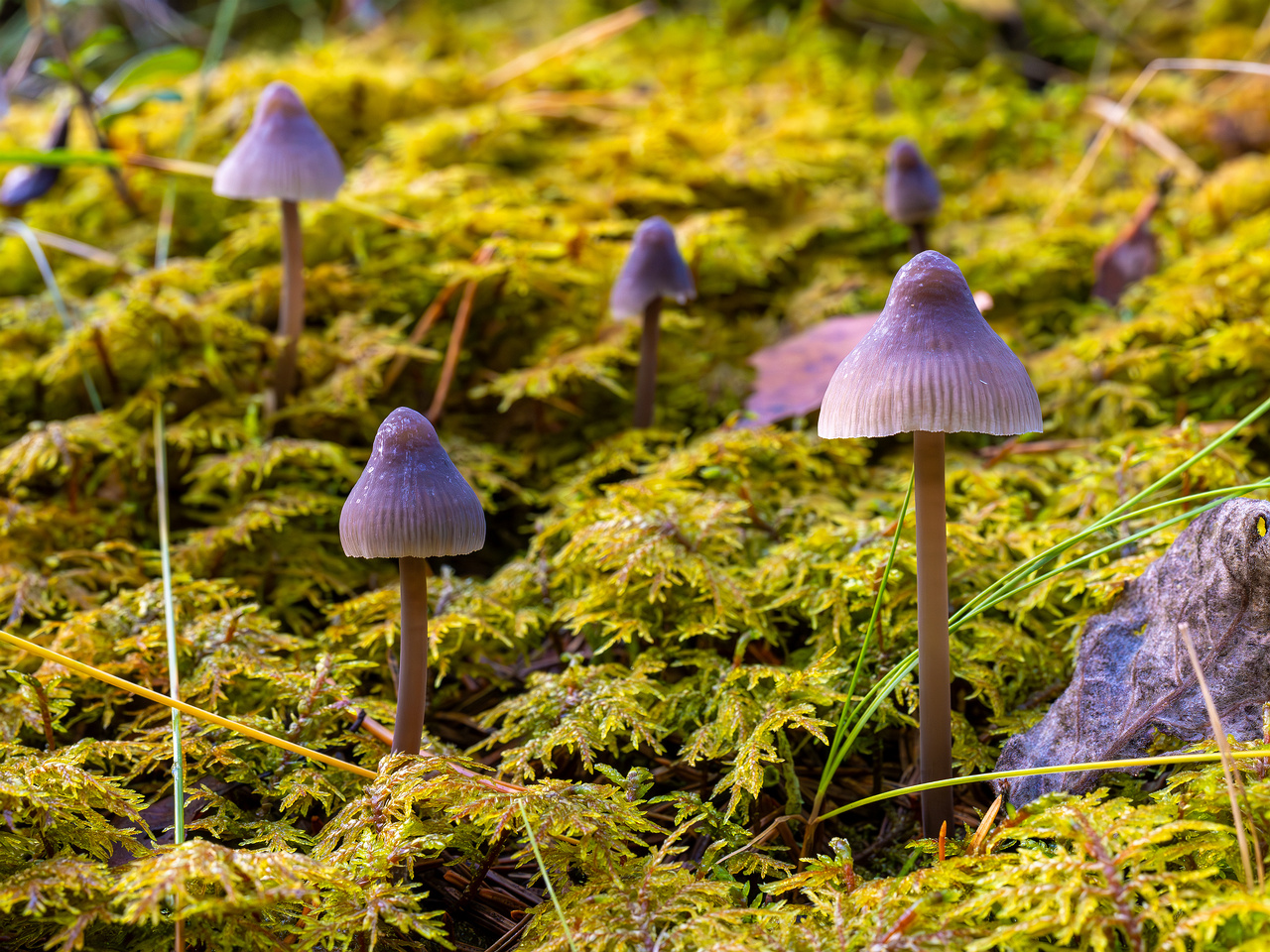 mycena-galopus-var-leucogala_2024-10-12_1-10