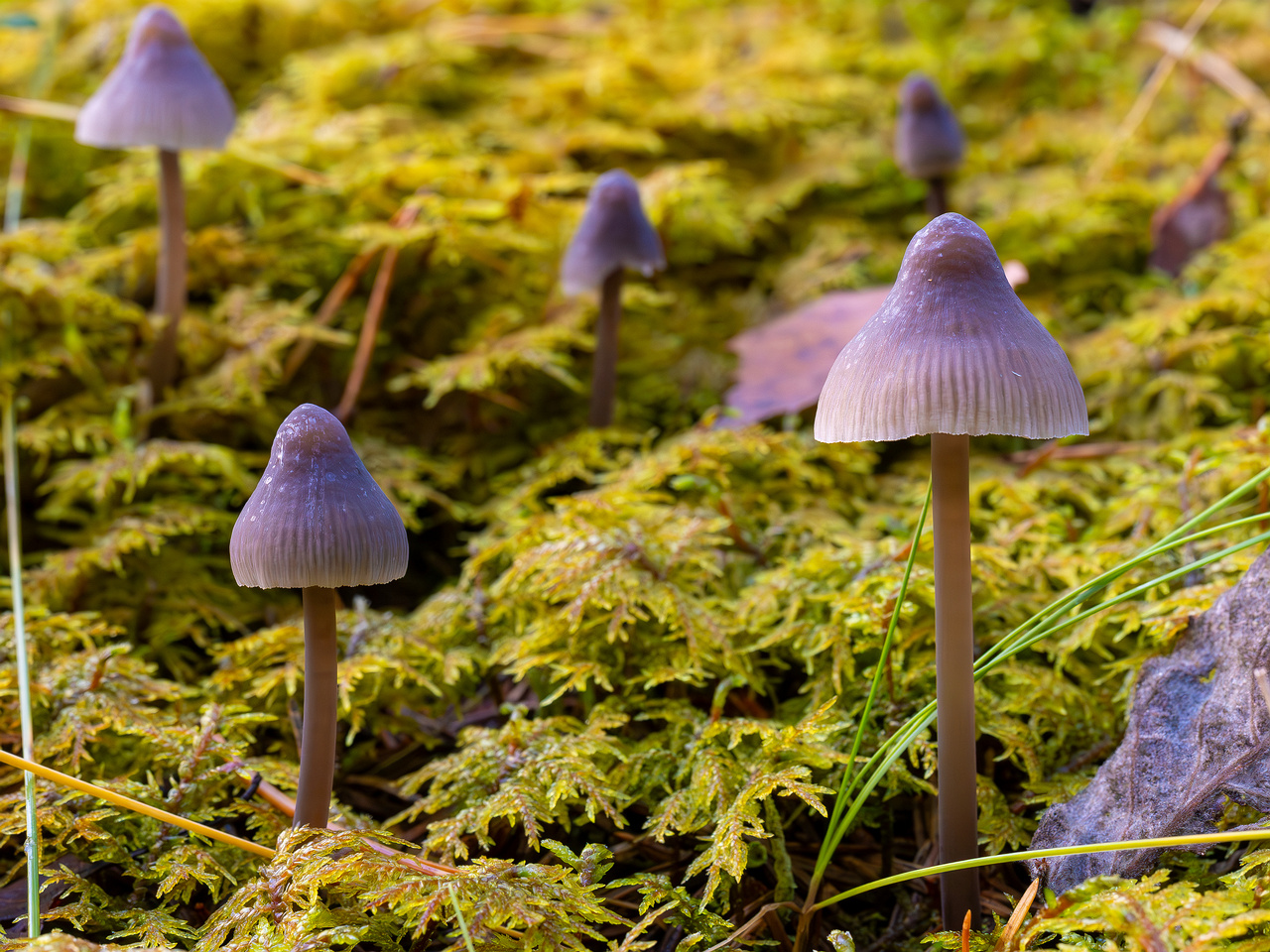 mycena-galopus-var-leucogala_2024-10-12_1-11