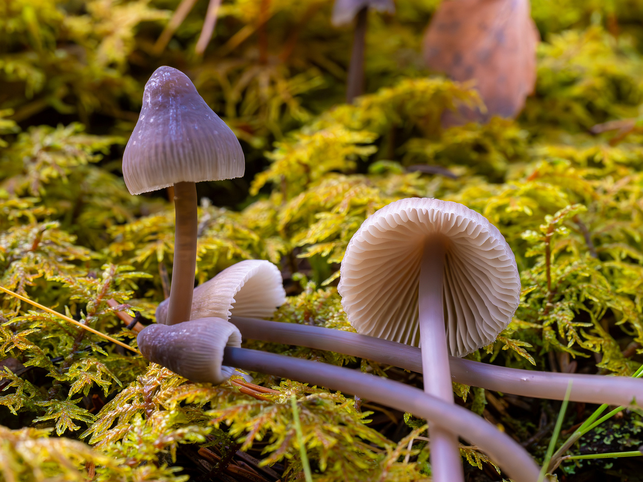 mycena-galopus-var-leucogala_2024-10-12_1-16