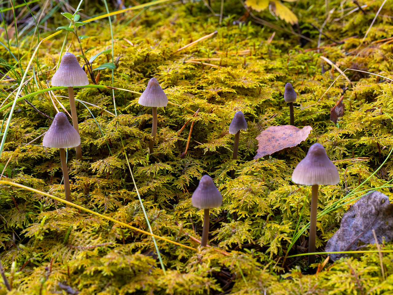 mycena-galopus-var-leucogala_2024-10-12_1-2