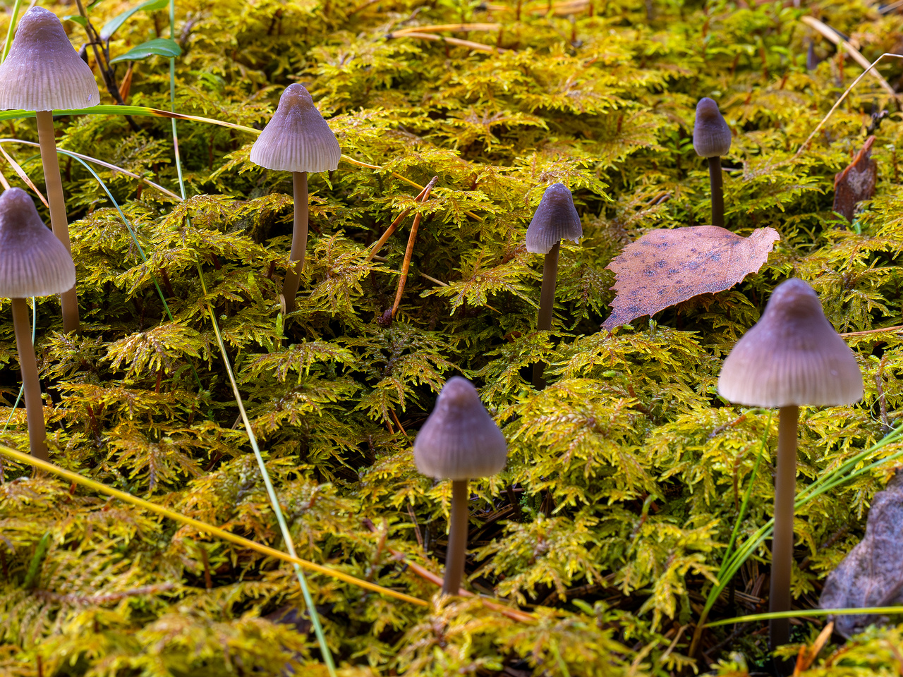 mycena-galopus-var-leucogala_2024-10-12_1-3