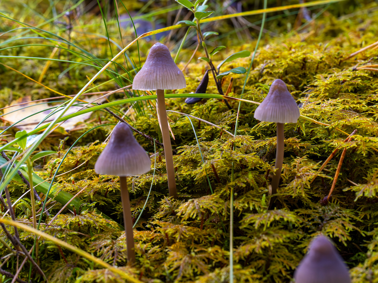 mycena-galopus-var-leucogala_2024-10-12_1-4