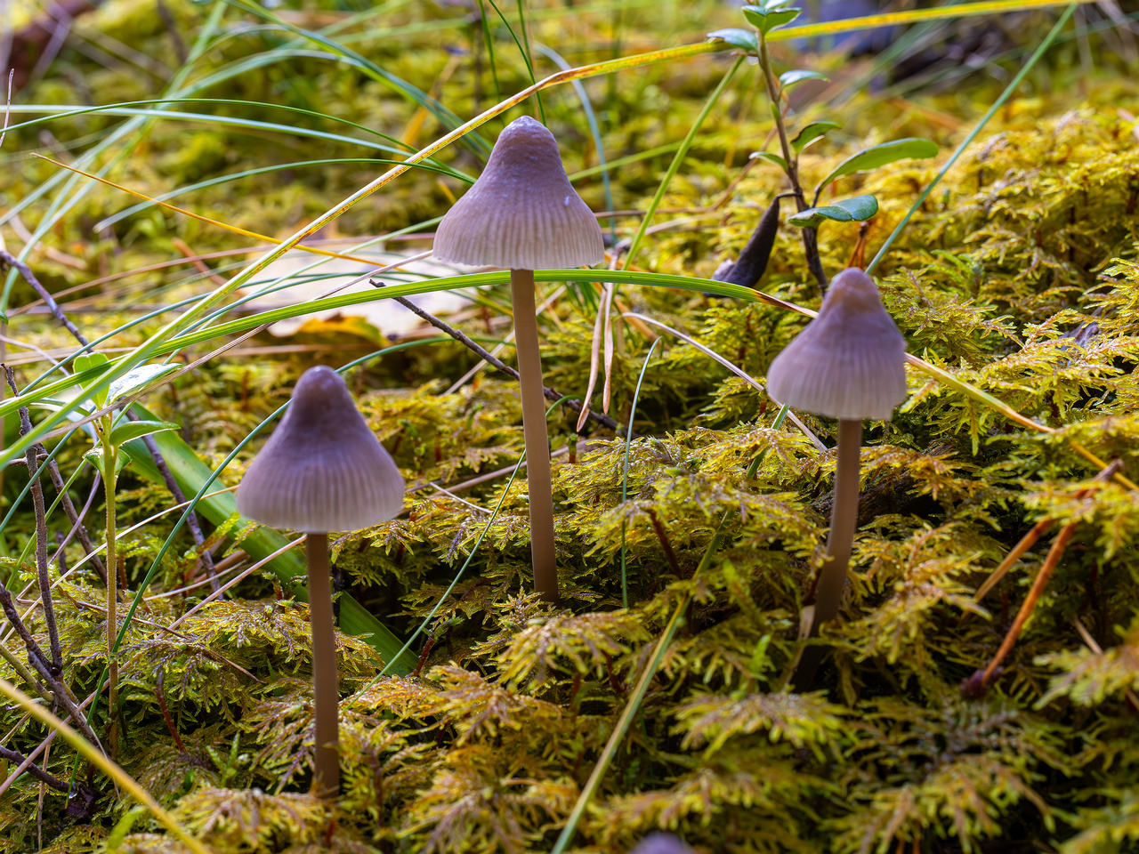 mycena-galopus-var-leucogala_2024-10-12_1-5