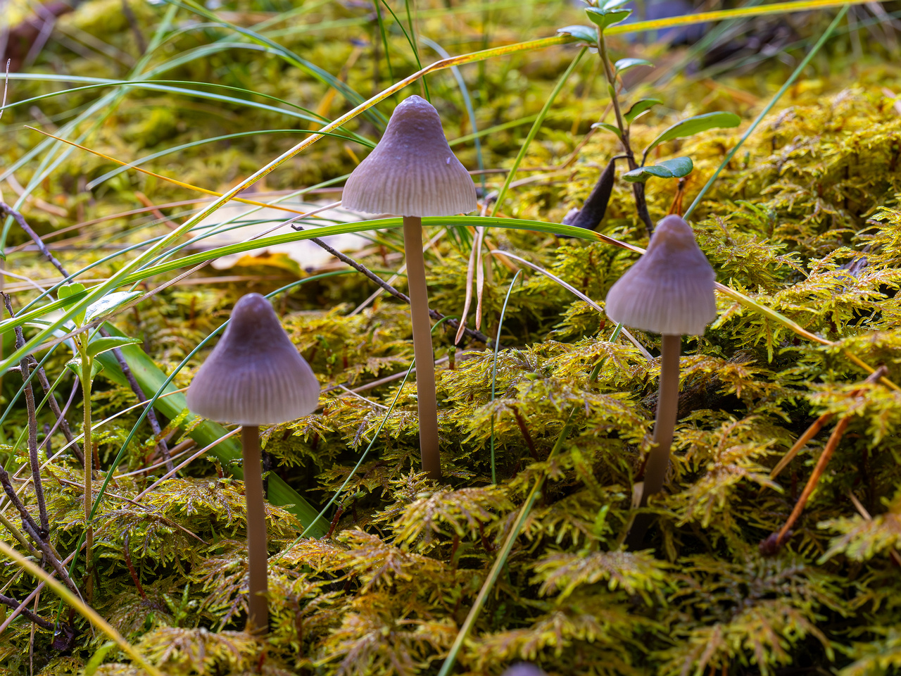 mycena-galopus-var-leucogala_2024-10-12_1-6