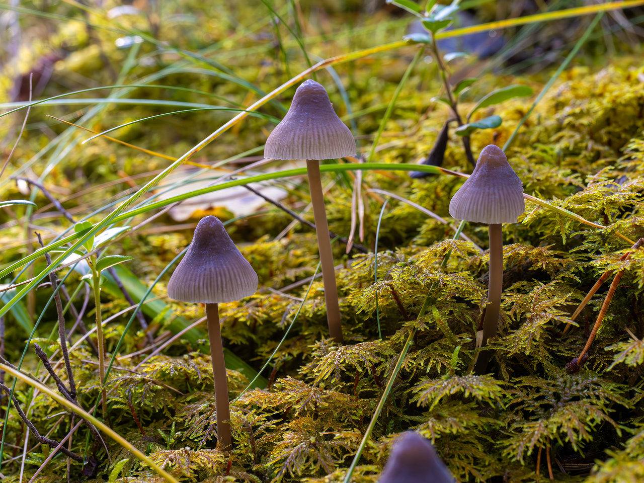 mycena-galopus-var-leucogala_2024-10-12_1-7