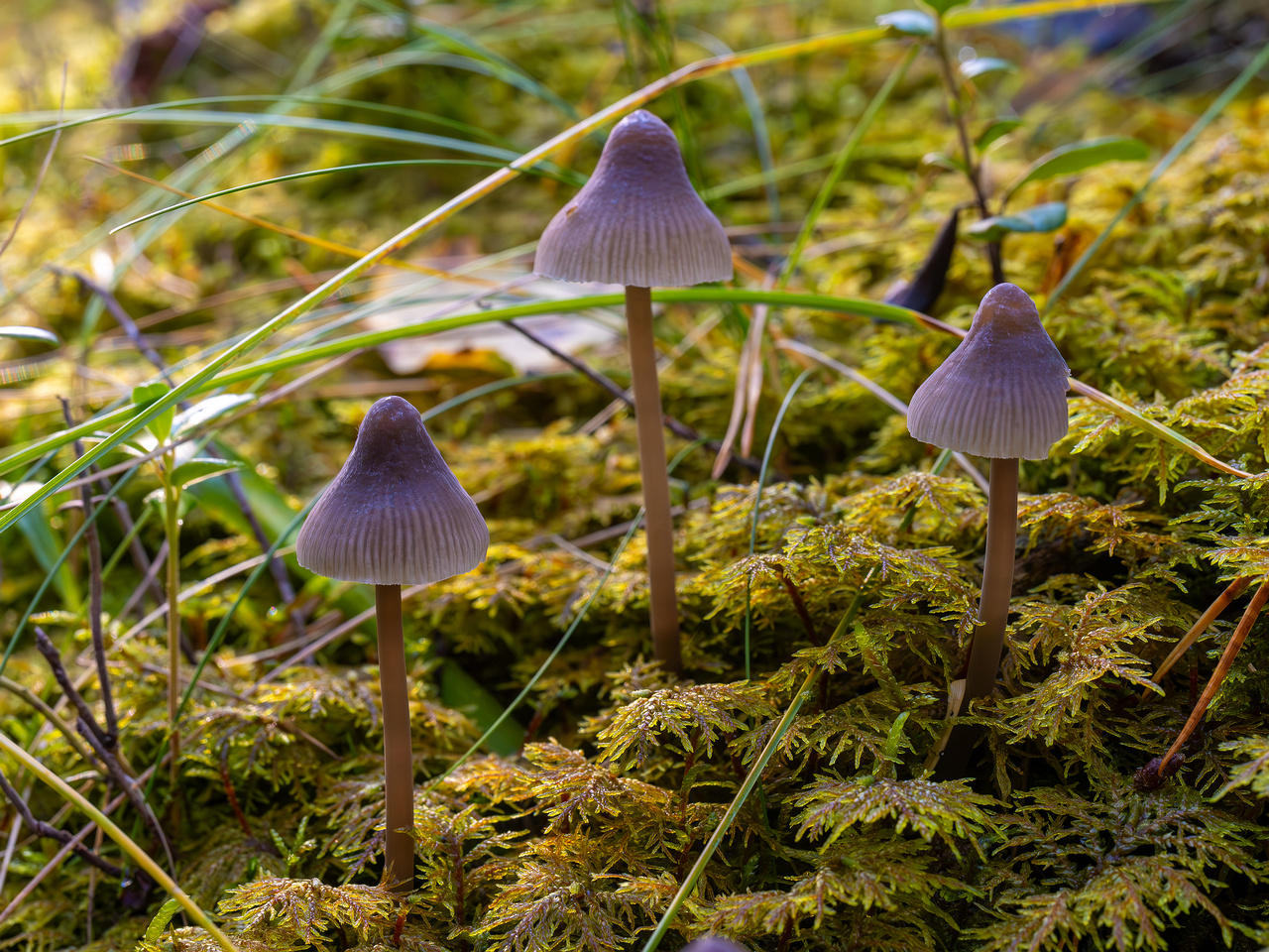 mycena-galopus-var-leucogala_2024-10-12_1-8