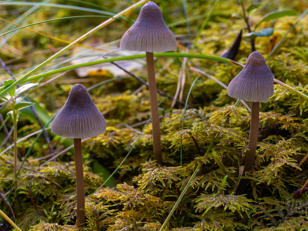 mycena-galopus-var-leucogala_2024-10-12_1-9