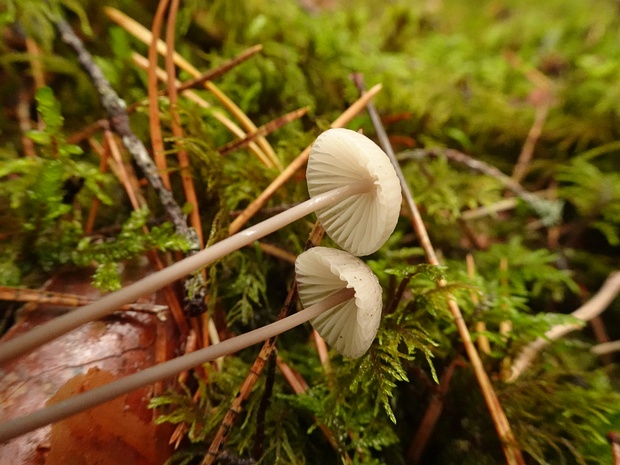 Mycena galopus - Мицена молочная - Milk-white Mycena - Milchweißer Helmling