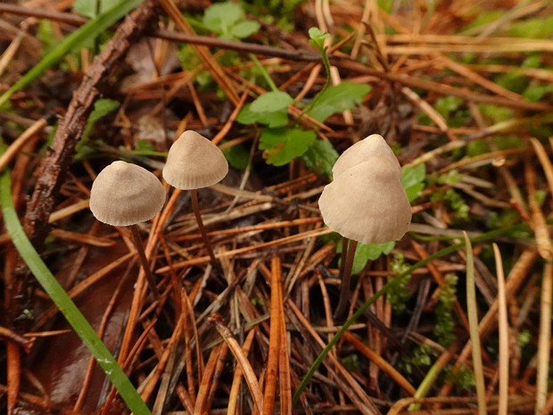 Mycena filopes - Нитконогая мицена - Threadfoot bonnet - Fadenschüppling