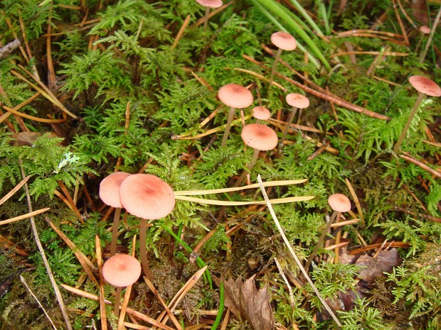 Mycena rosella is a small agaric mushroom characterized by its striking pink or rose-colored