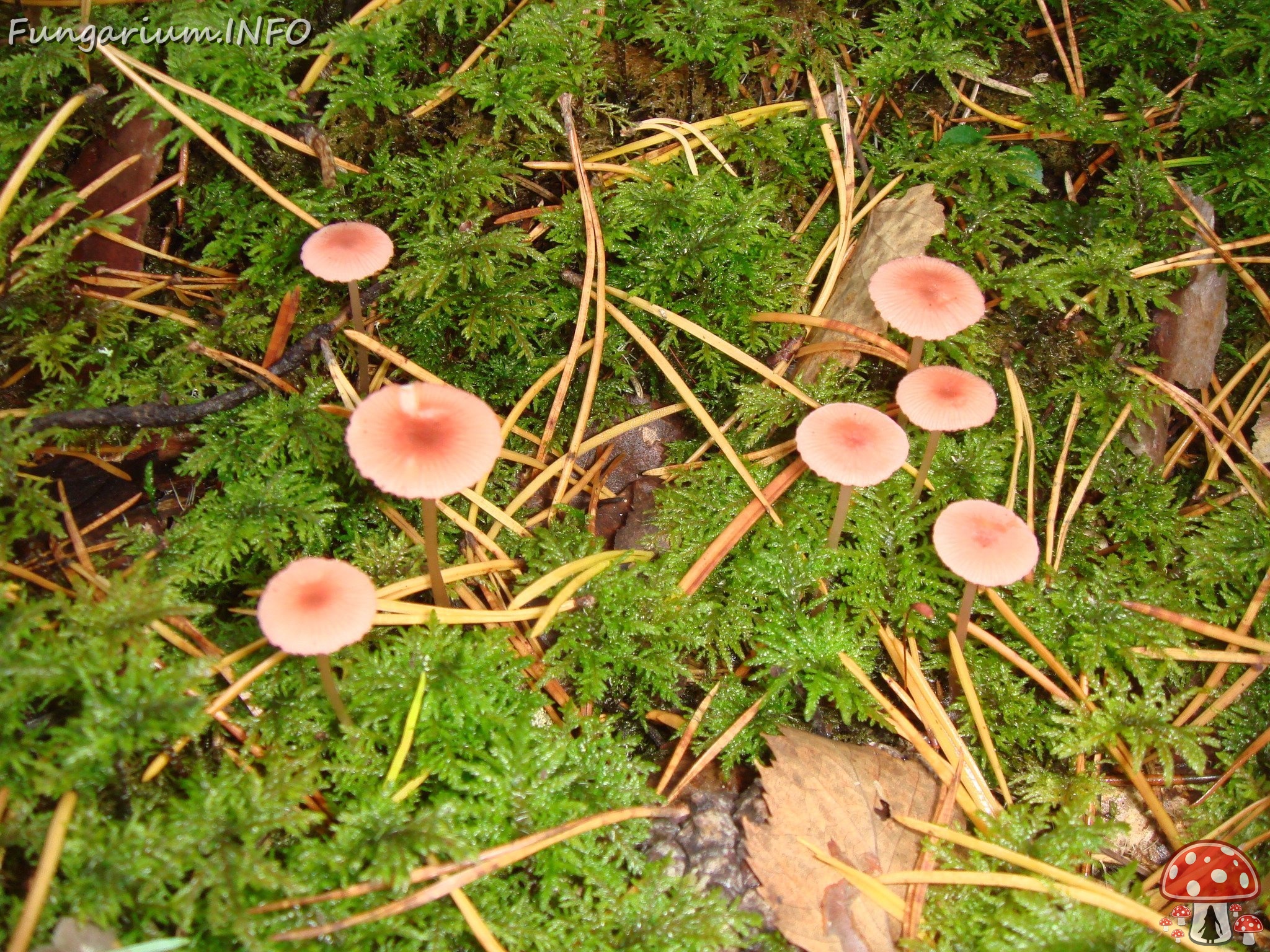 fungi-0004170 