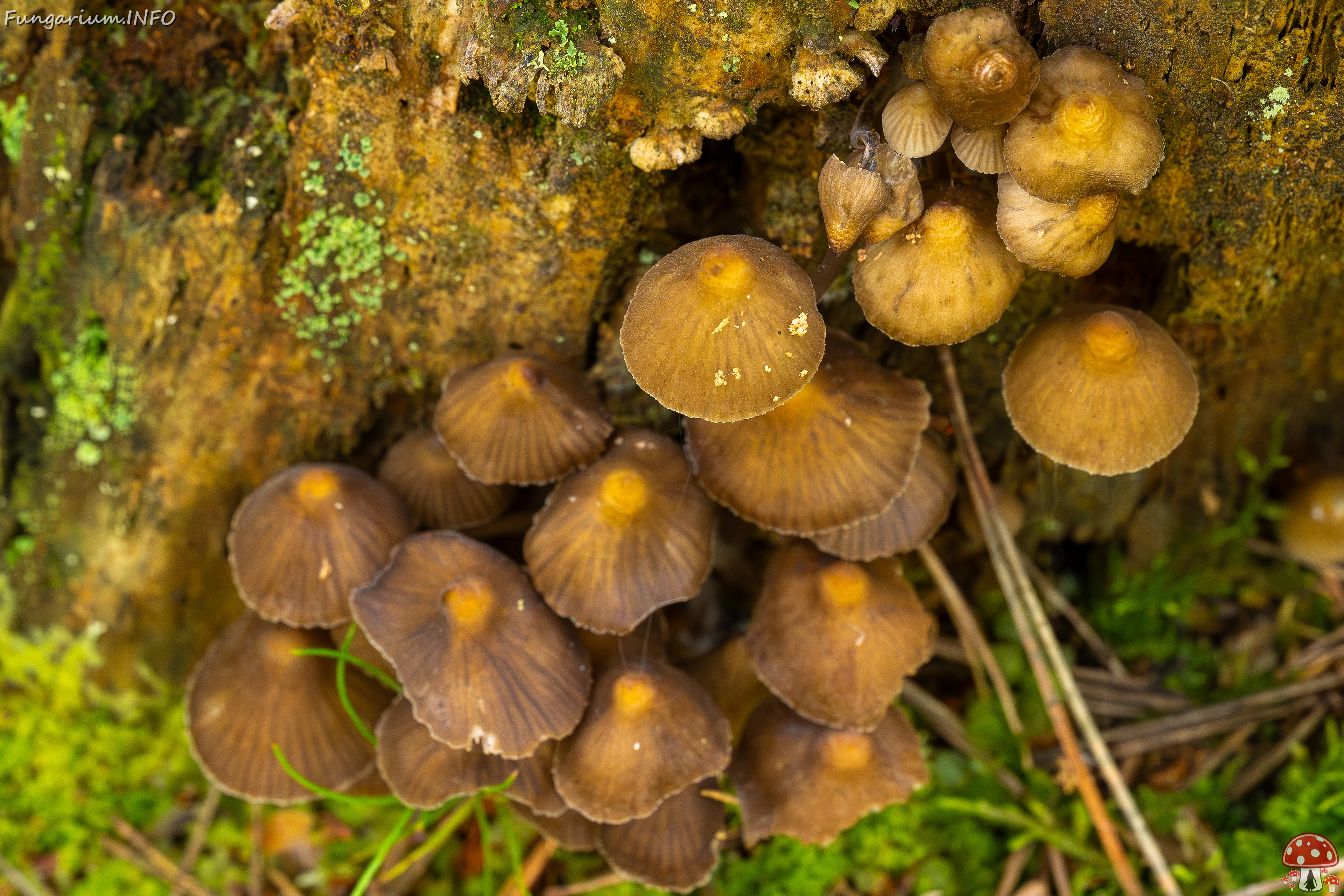 mycena-stipata_2023-09-12_1-10 