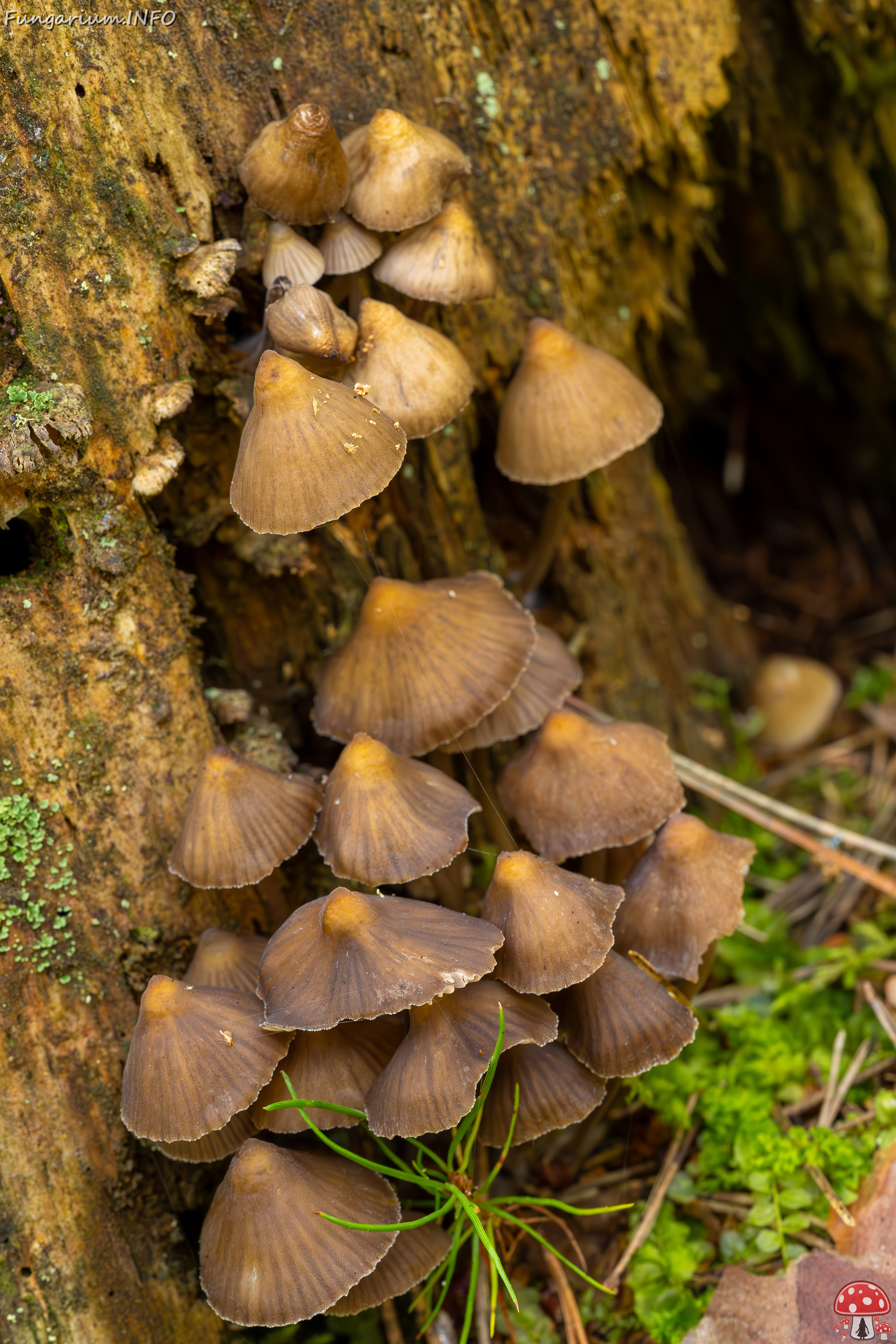 mycena-stipata_2023-09-12_1-12 