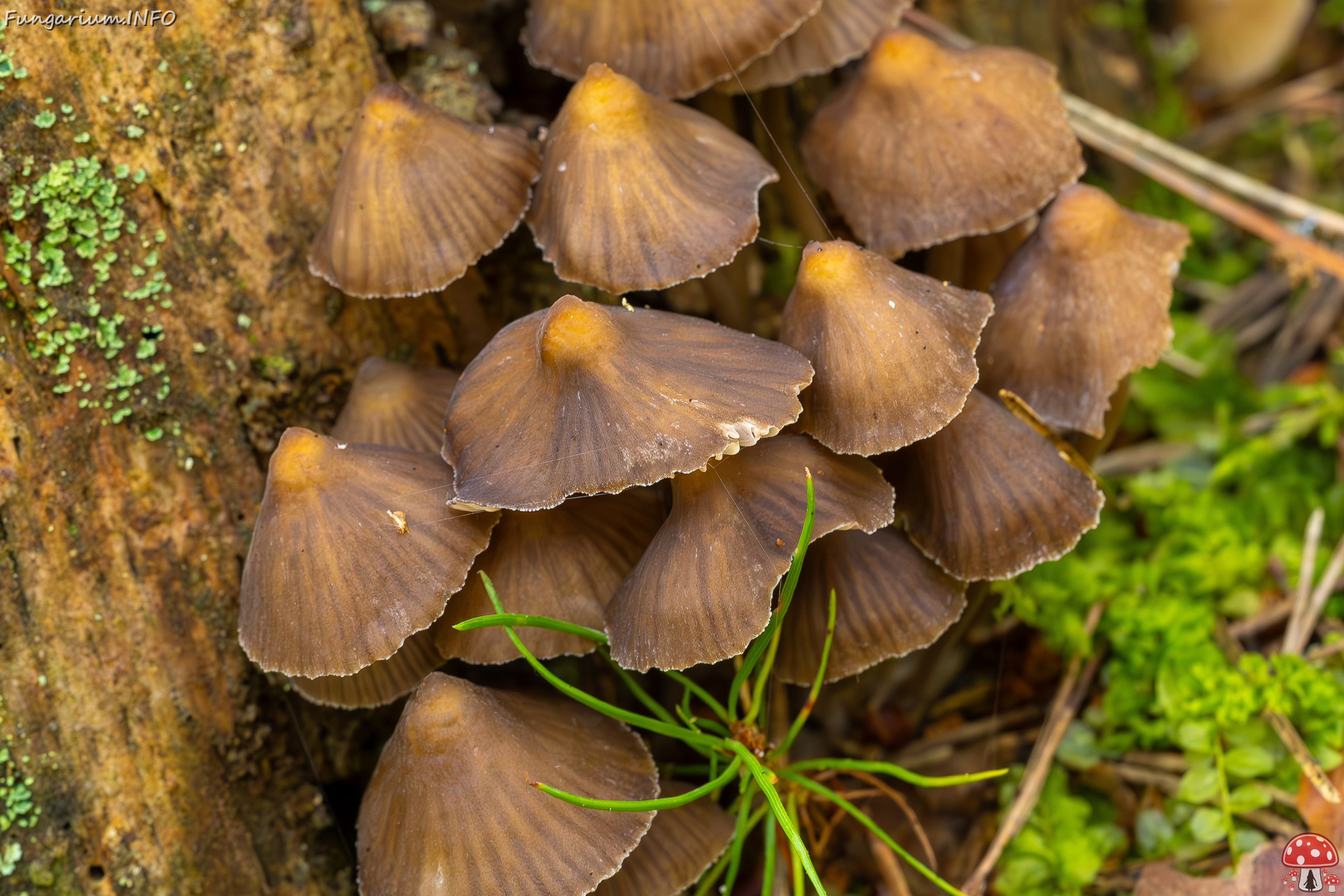 mycena-stipata_2023-09-12_1-13 