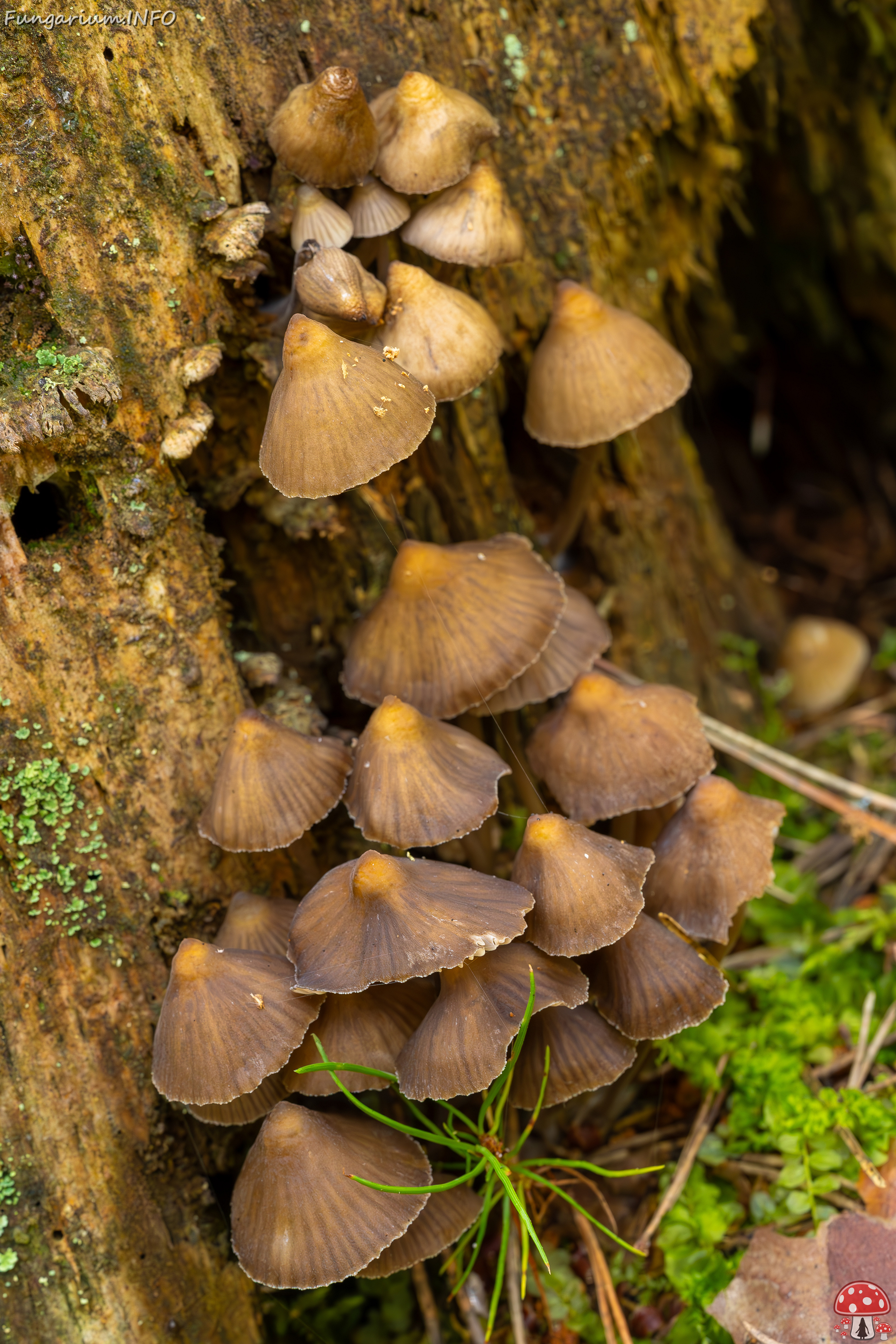 mycena-stipata_2023-09-12_1-14 