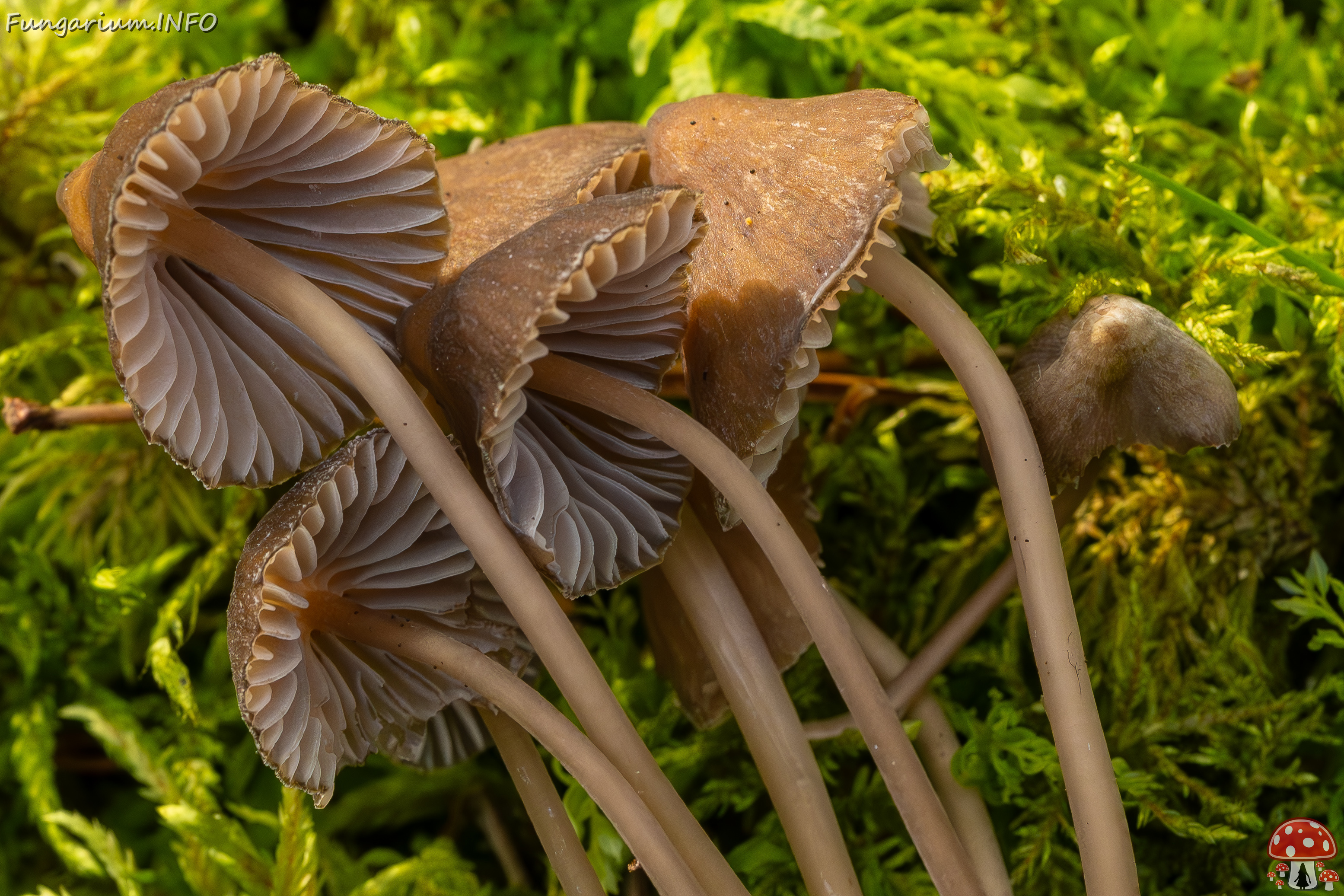 mycena-stipata_2023-09-12_1-16 