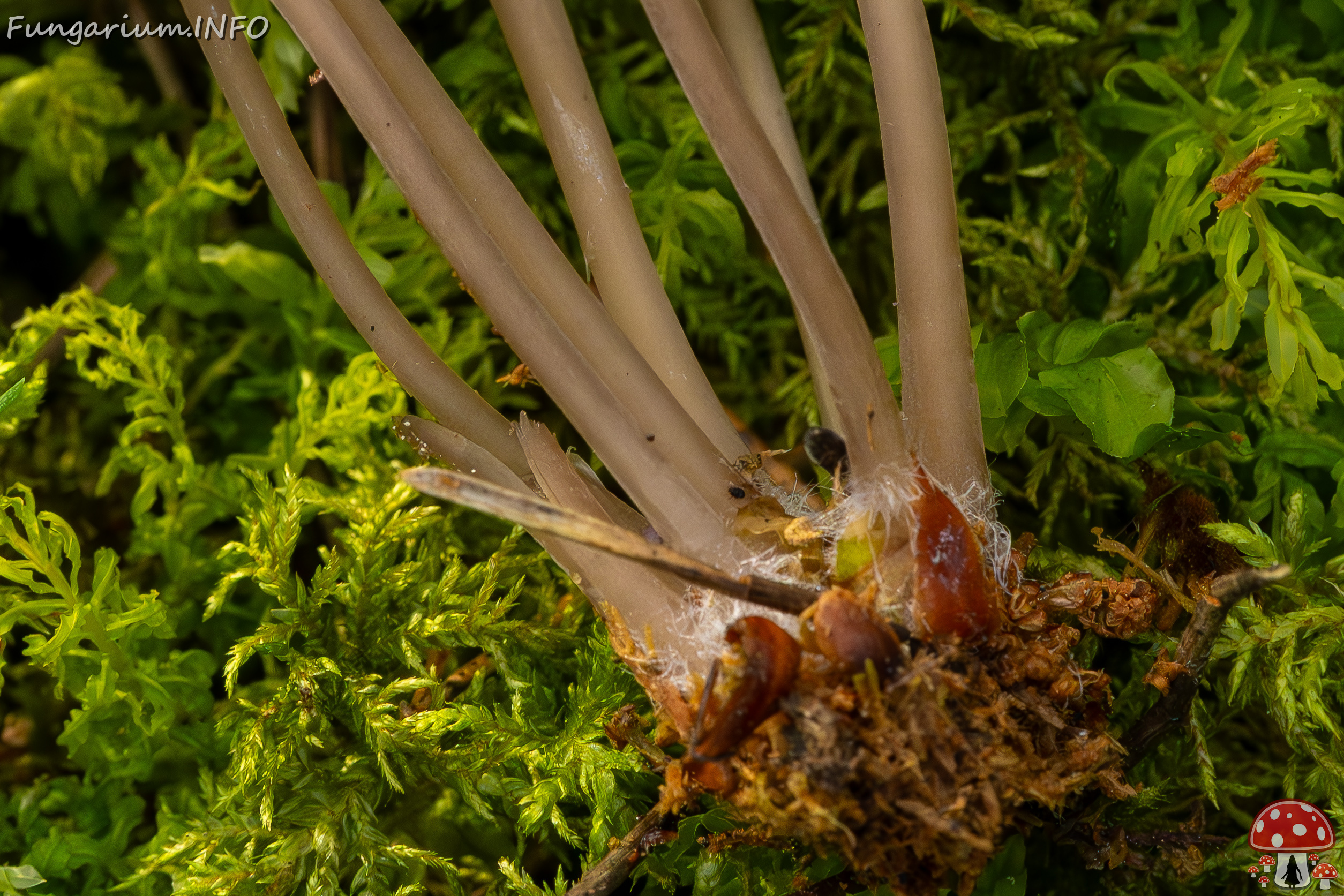 mycena-stipata_2023-09-12_1-17 