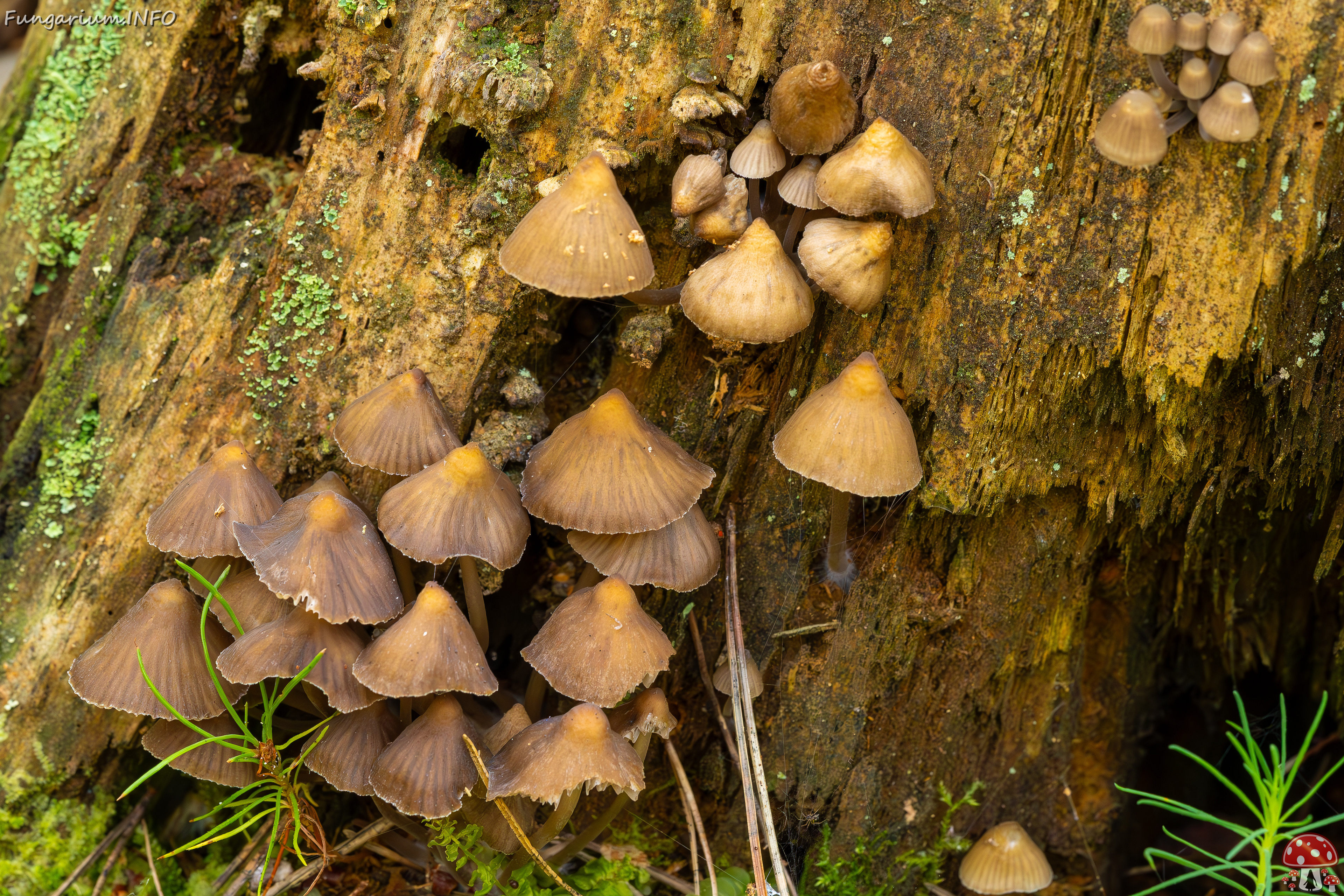 mycena-stipata_2023-09-12_1-2 