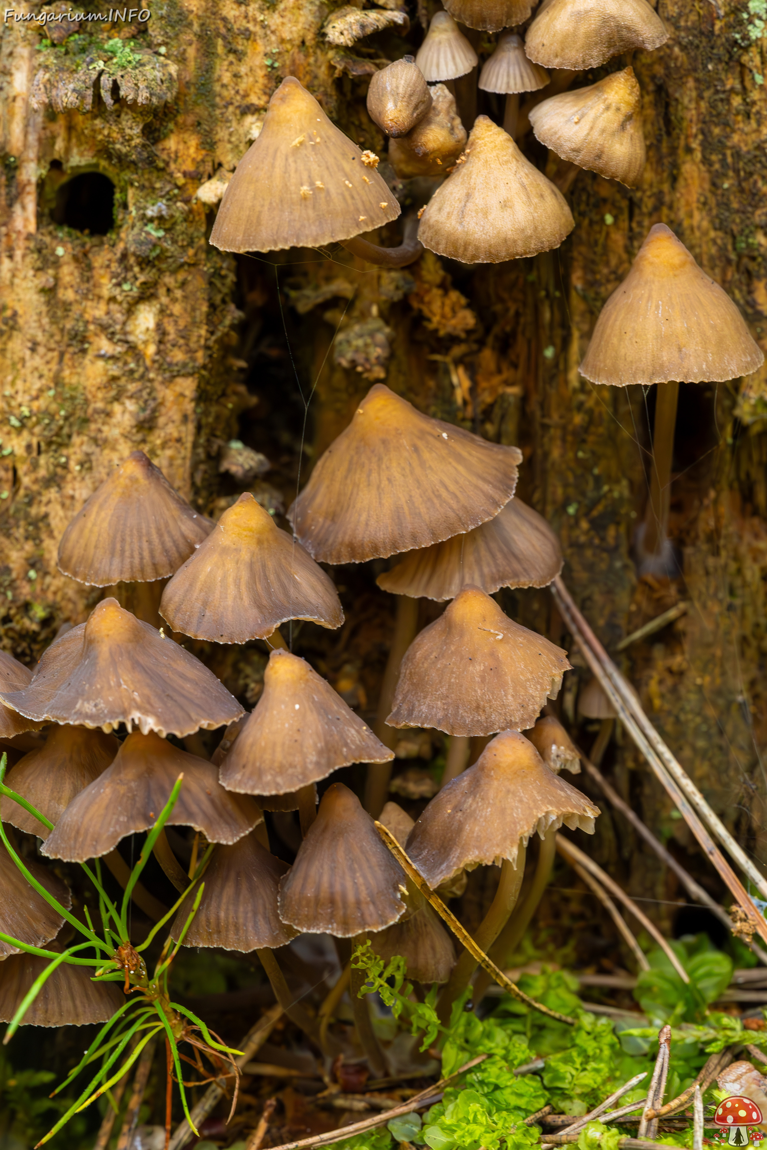 mycena-stipata_2023-09-12_1-7 