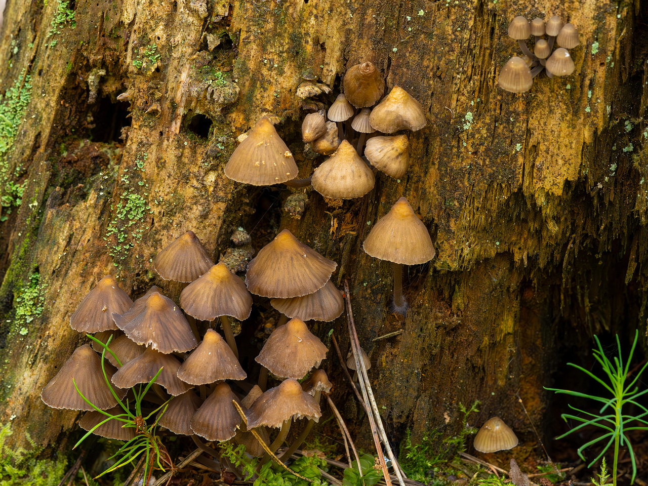 !mycena-stipata_2023-09-12_1-11