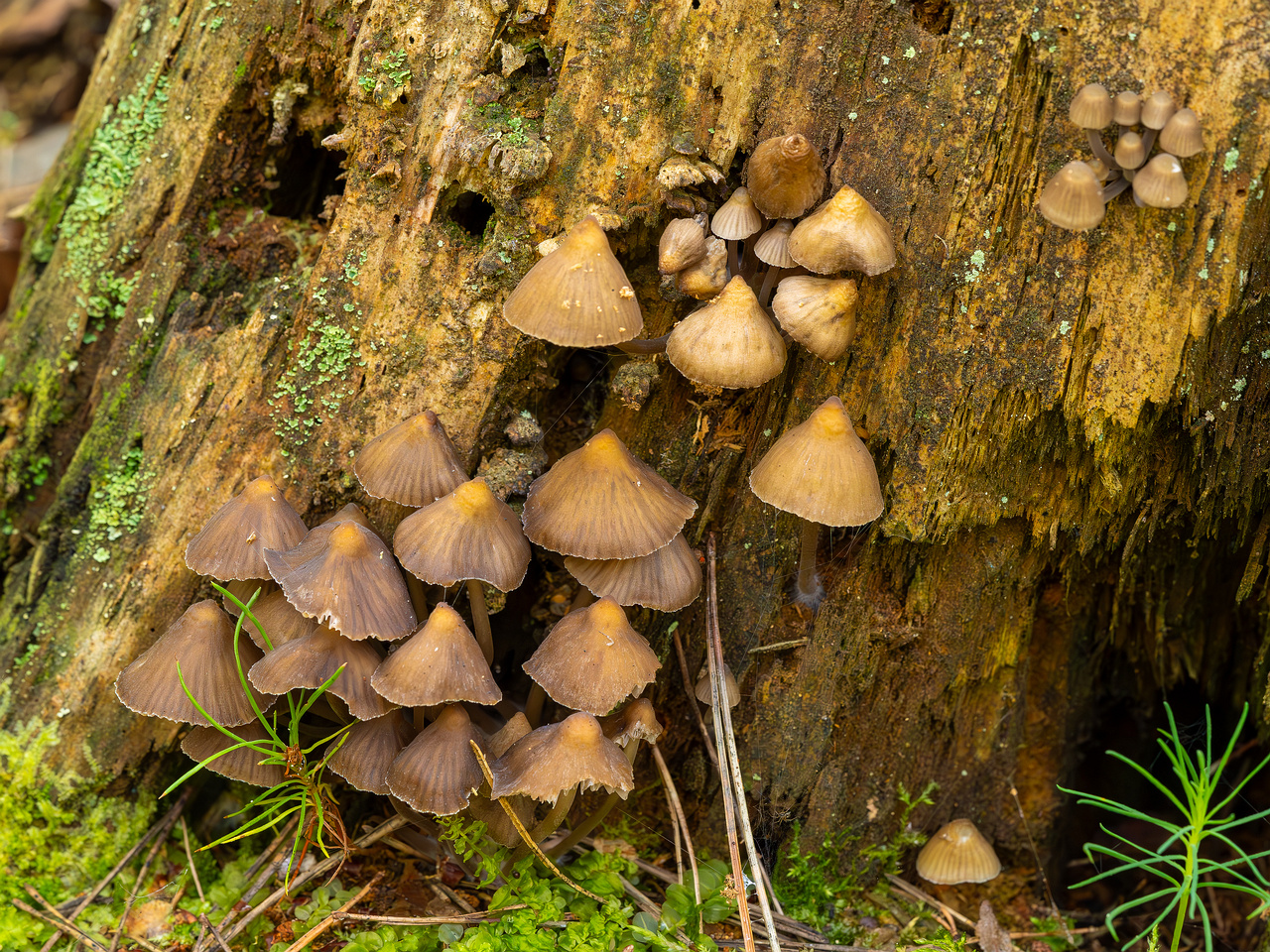 mycena-stipata_2023-09-12_1-1