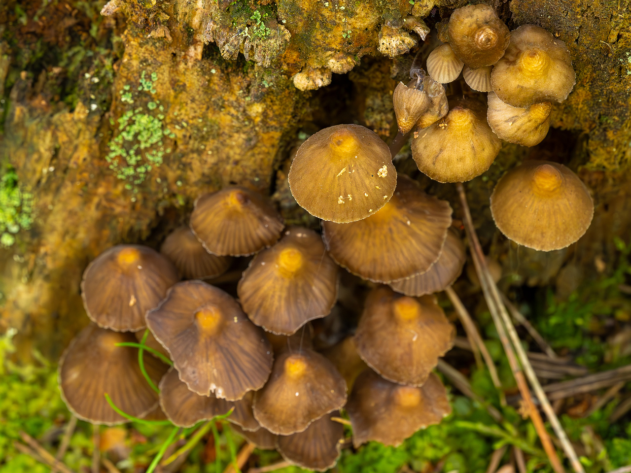 mycena-stipata_2023-09-12_1-10