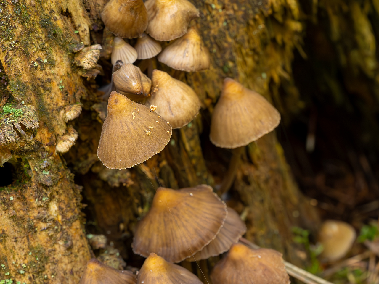 mycena-stipata_2023-09-12_1-12