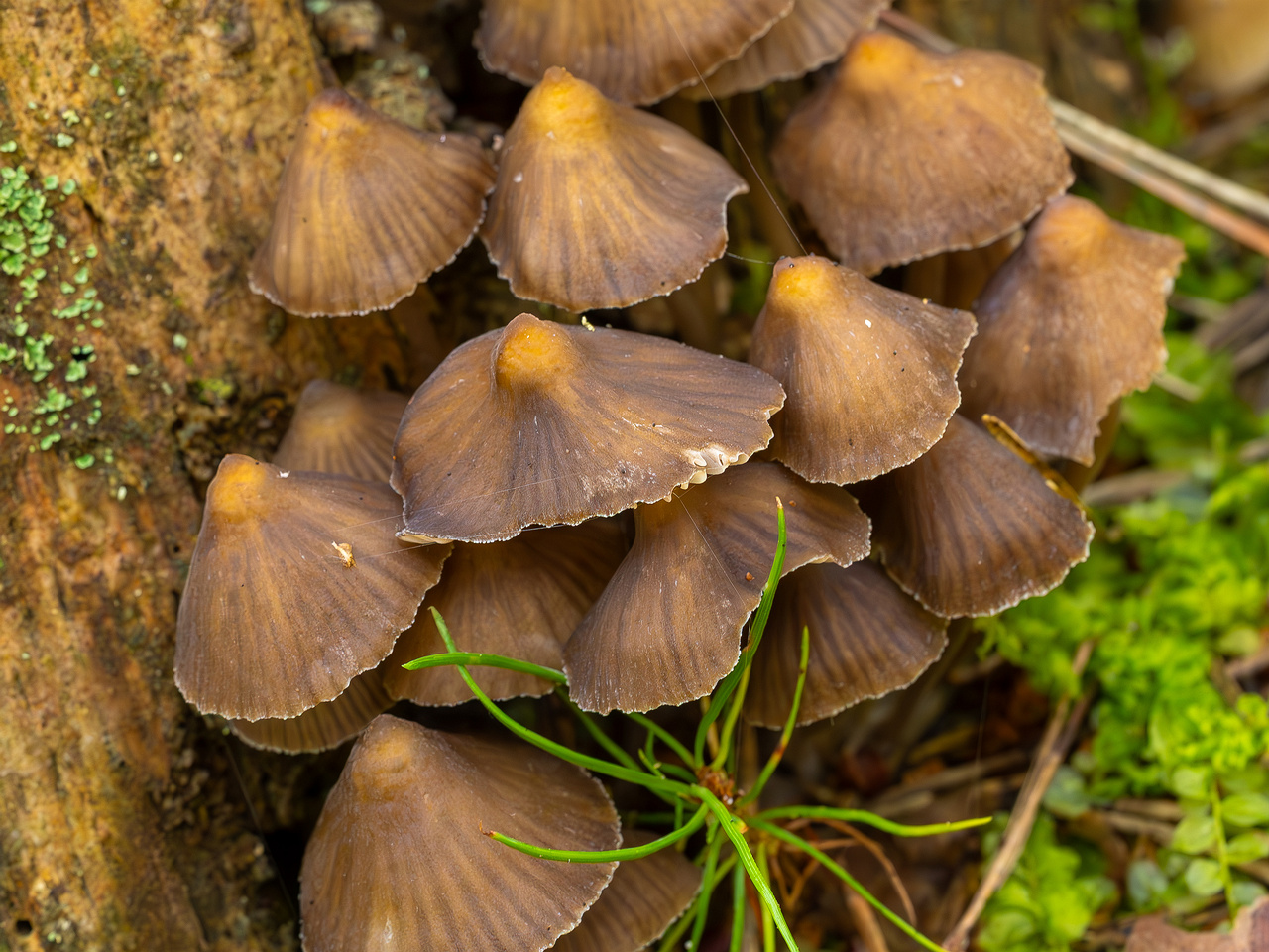 mycena-stipata_2023-09-12_1-13